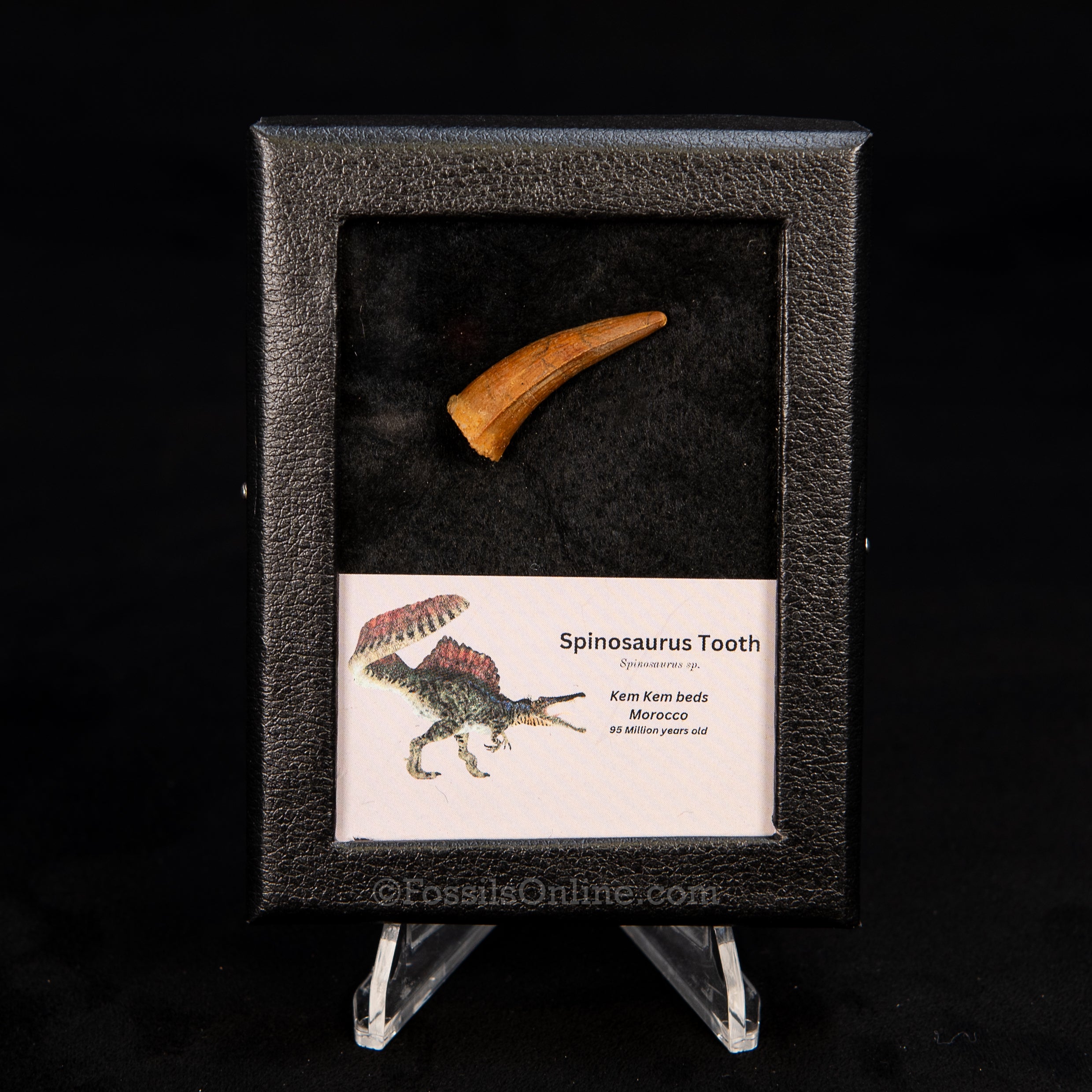 Choice Spinosaurus Dinosaur Tooth Sm Case