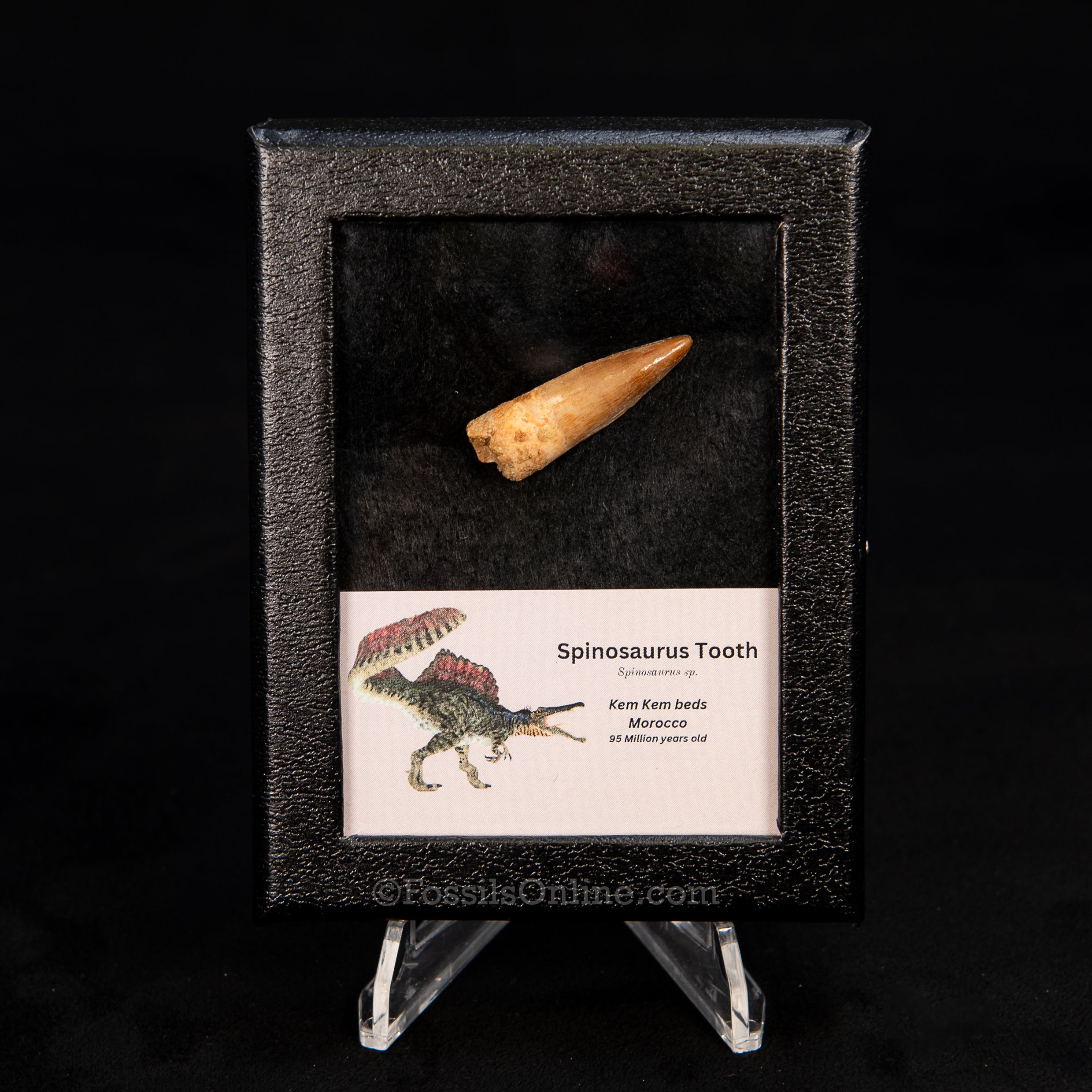 Choice Spinosaurus Dinosaur Tooth Sm Case