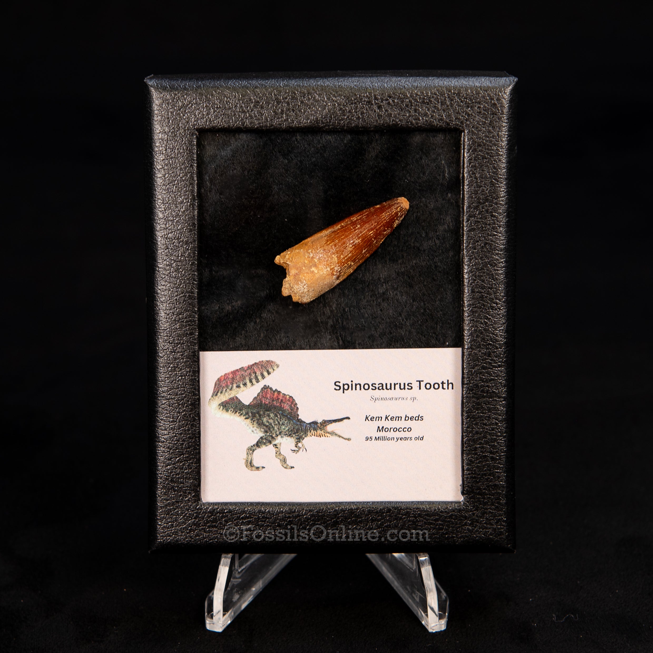 Choice Spinosaurus Dinosaur Tooth Sm Case