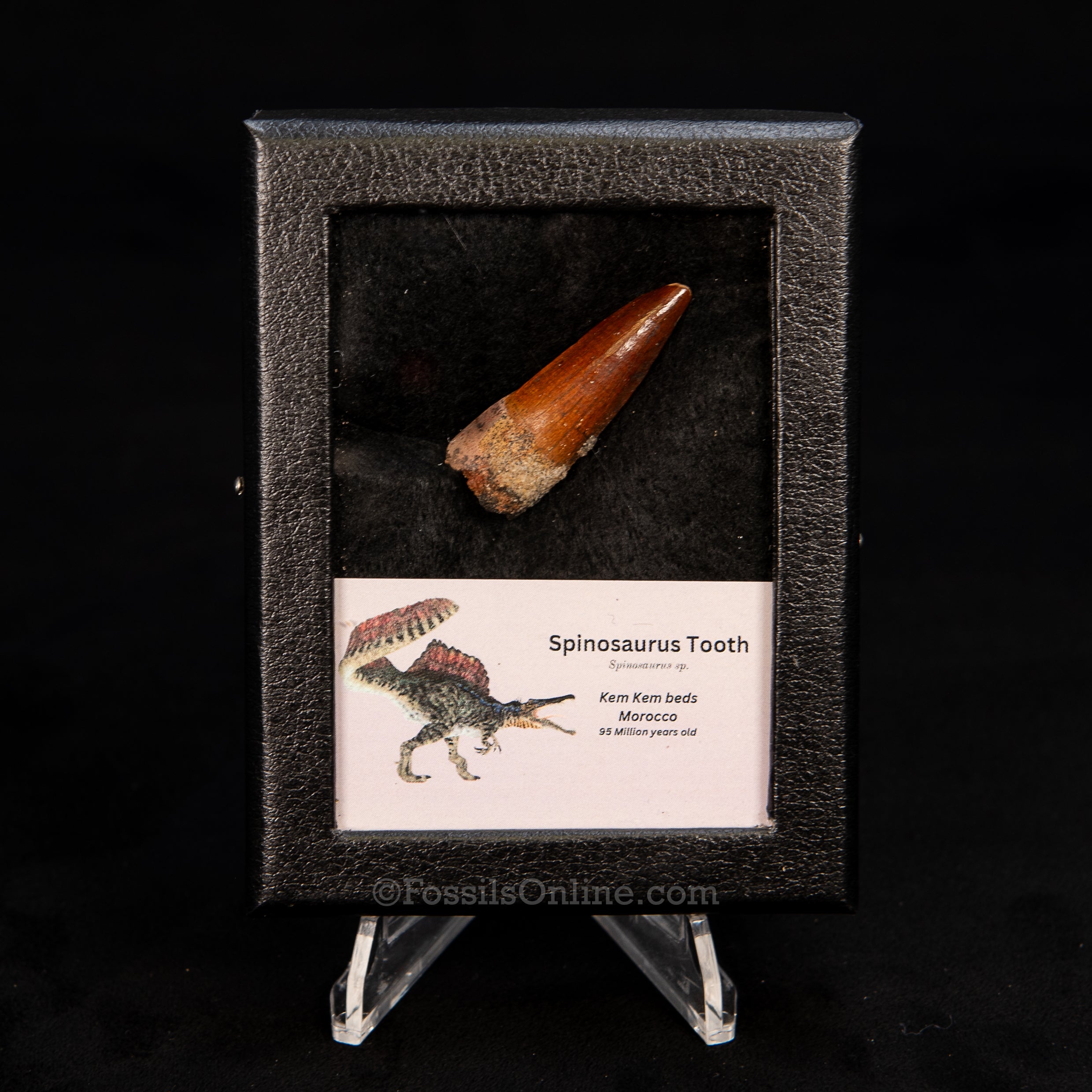 Choice Spinosaurus Dinosaur Tooth Sm Case