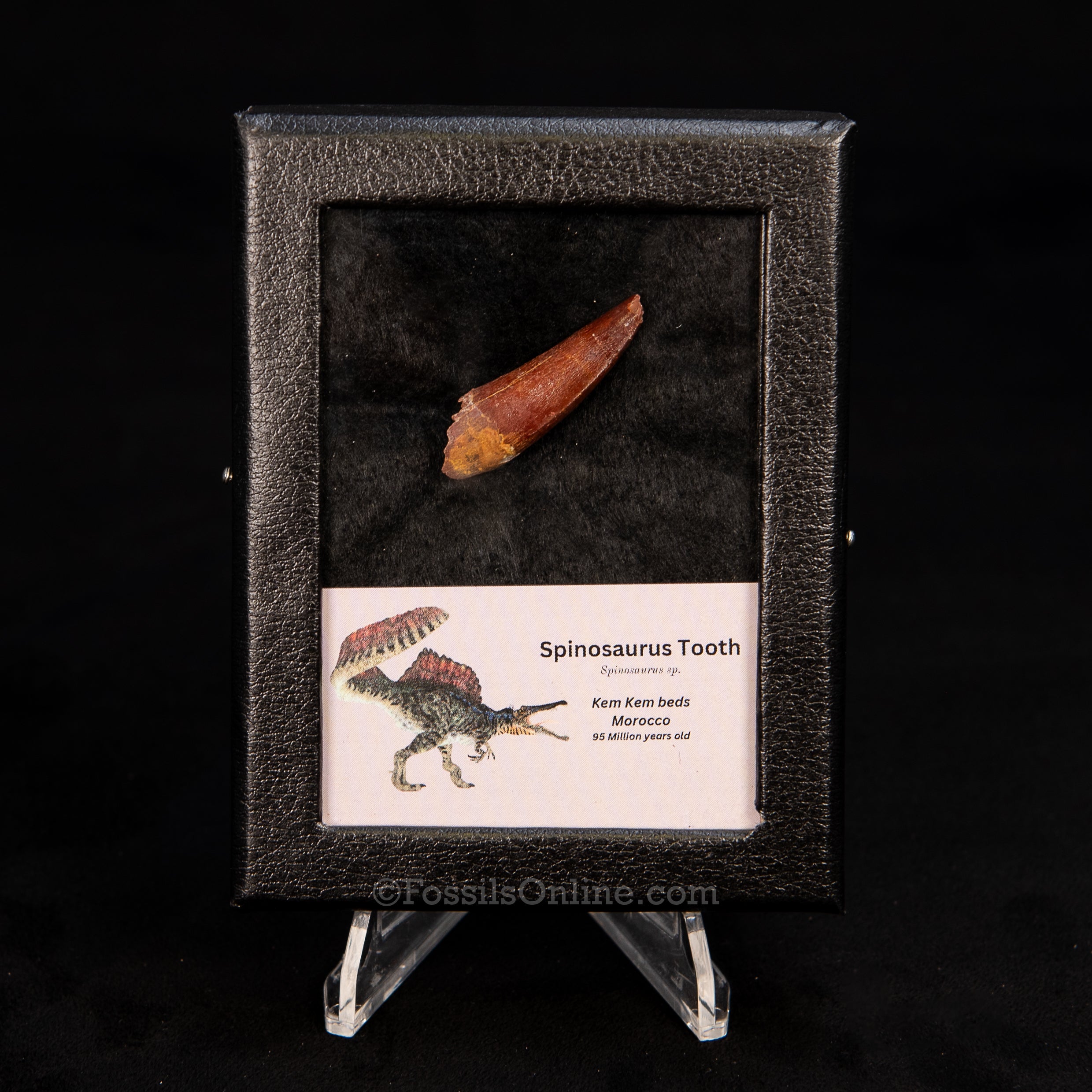 Choice Spinosaurus Dinosaur Tooth Sm Case