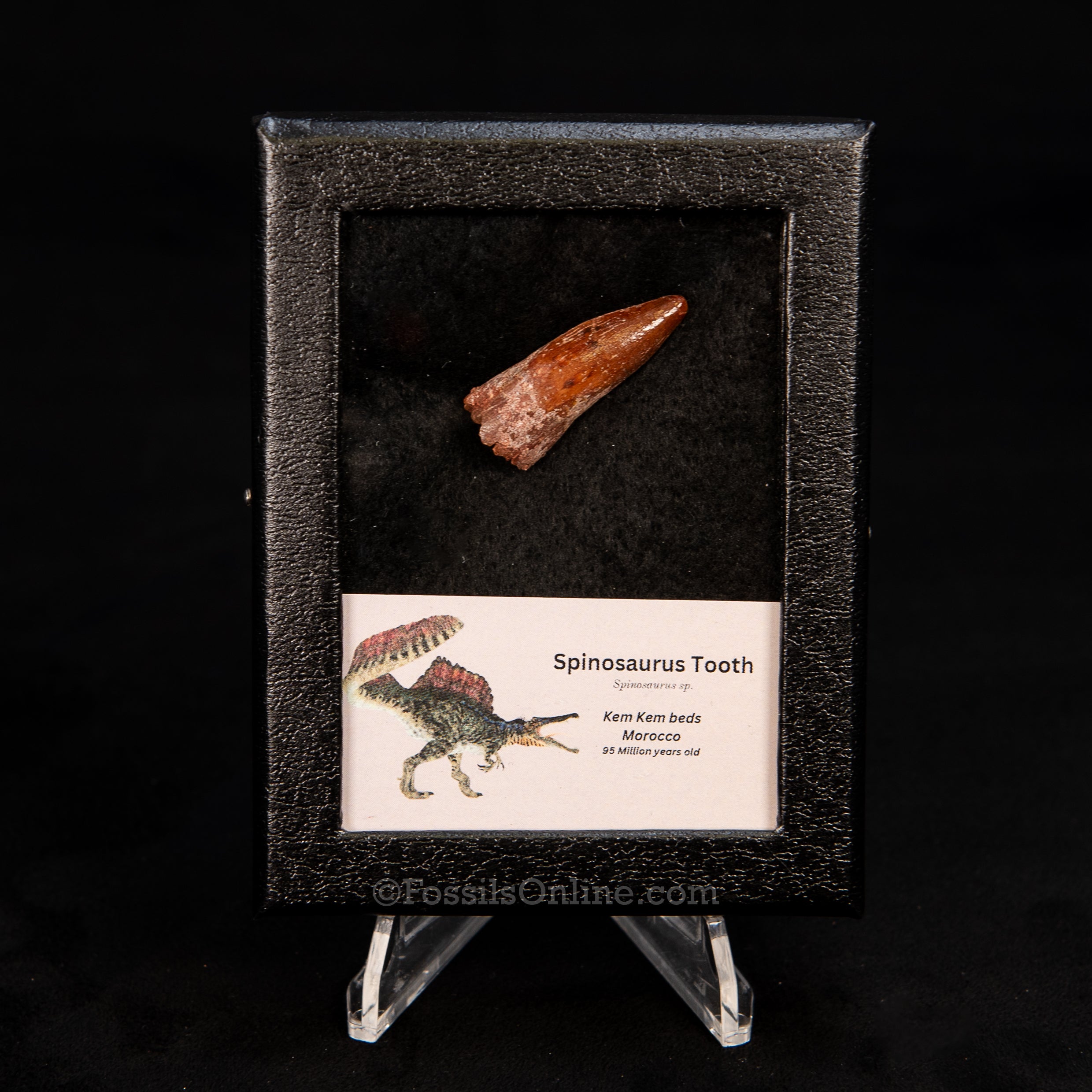 Choice Spinosaurus Dinosaur Tooth Sm Case