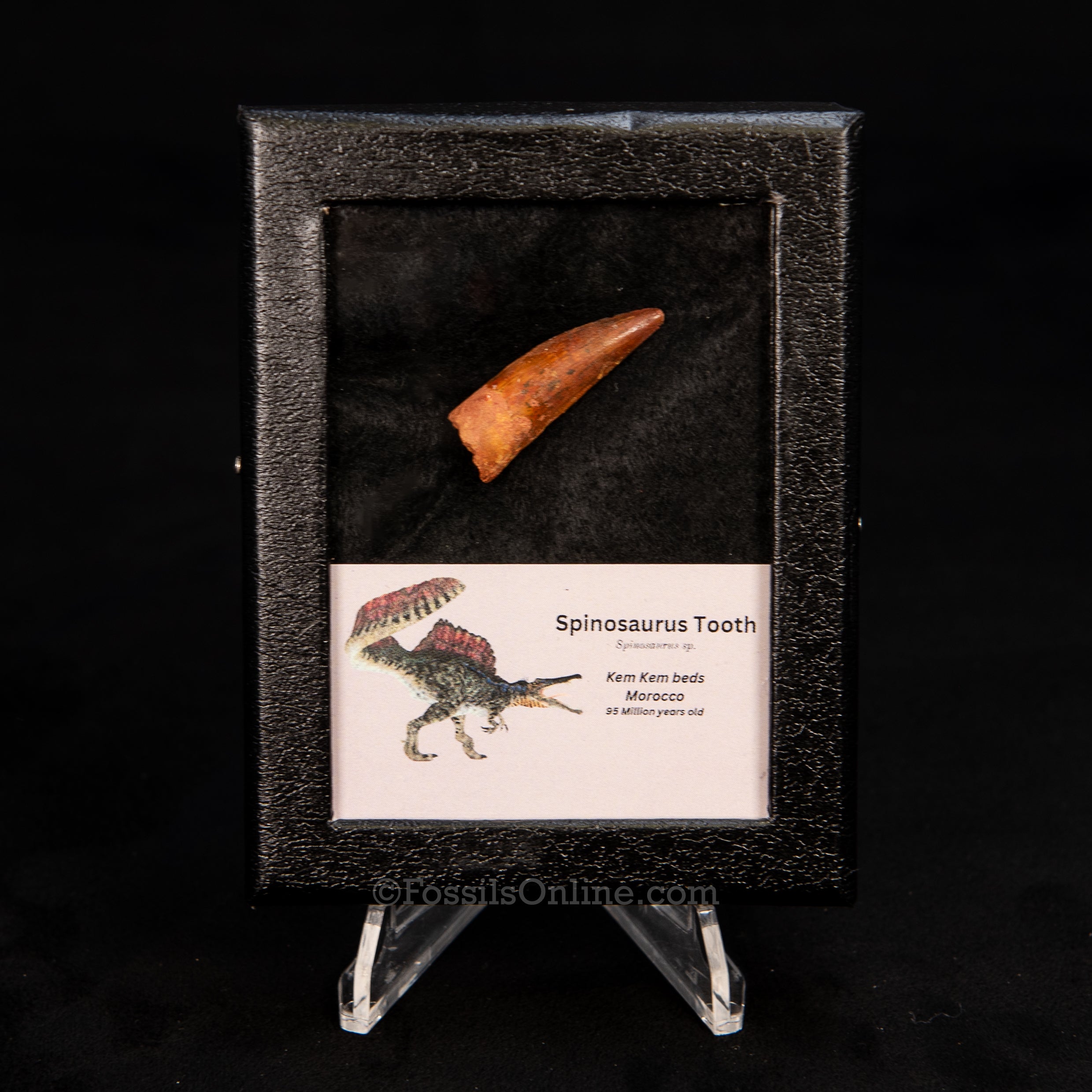 Choice Spinosaurus Dinosaur Tooth Sm Case