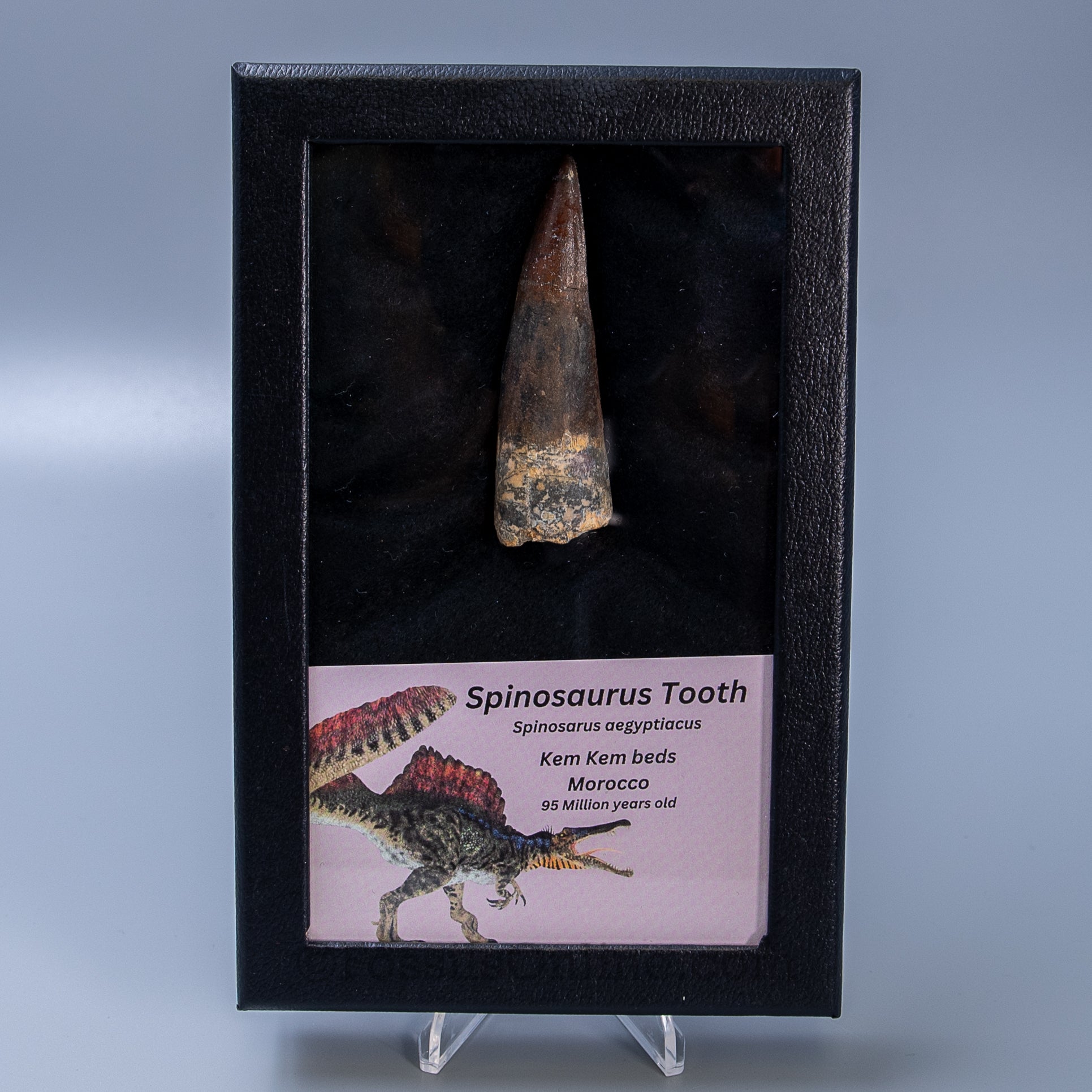 Spinosaurus Dinosaur Tooth Lg Case