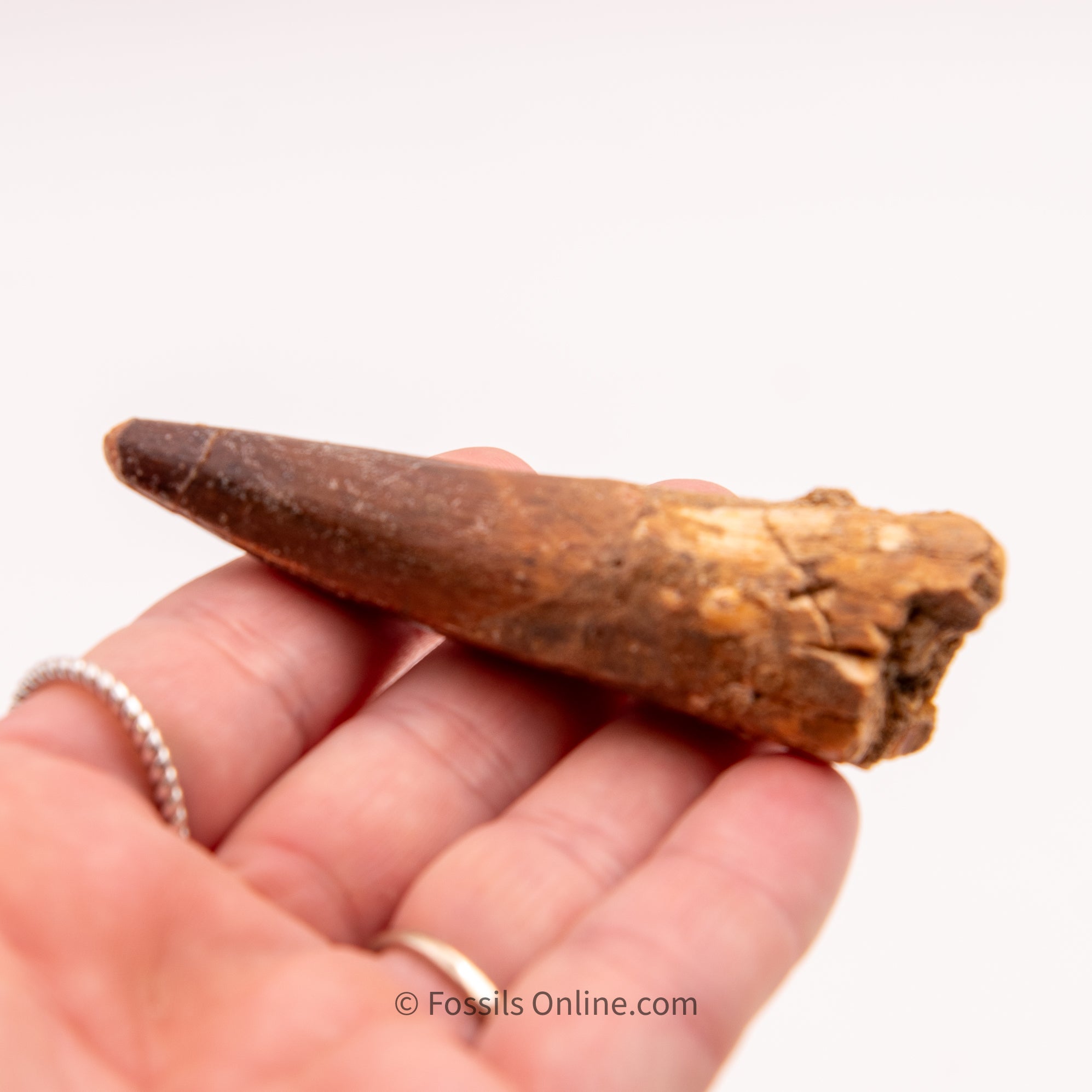 Spinosaurus Dinosaur Tooth 3.07"