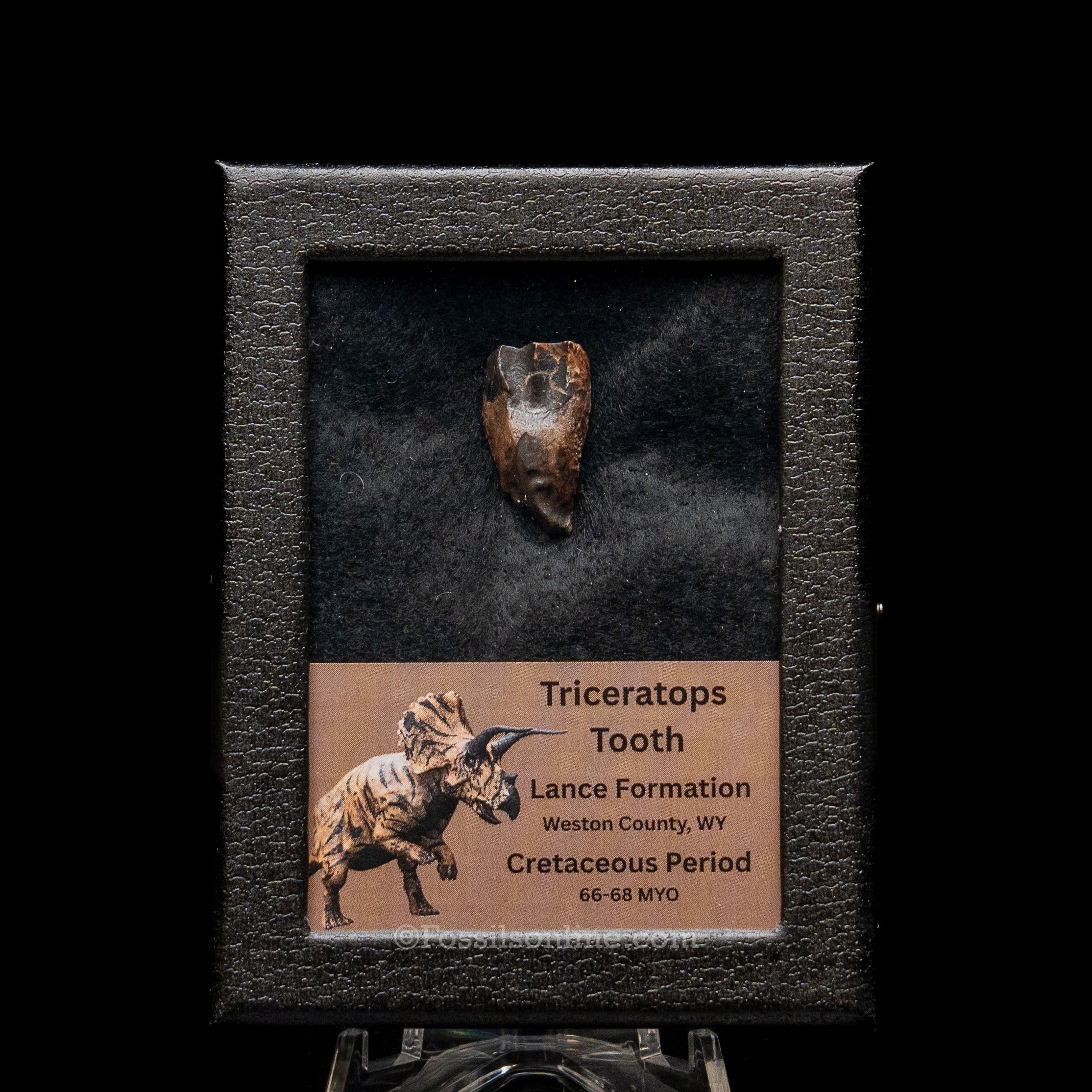 LG Triceratops Tooth in Case Lance FM