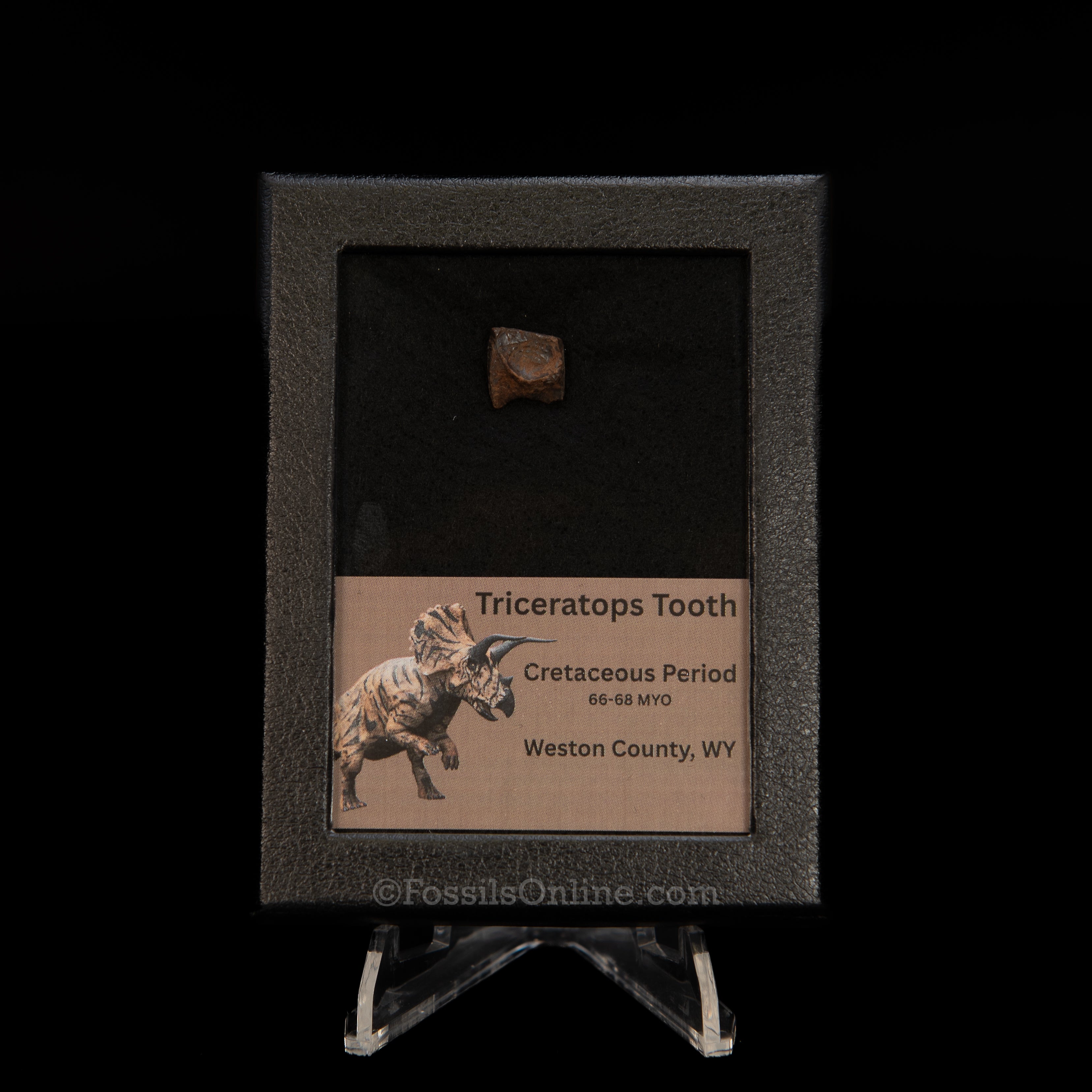 Triceratops Tooth Sm Case Lance FM