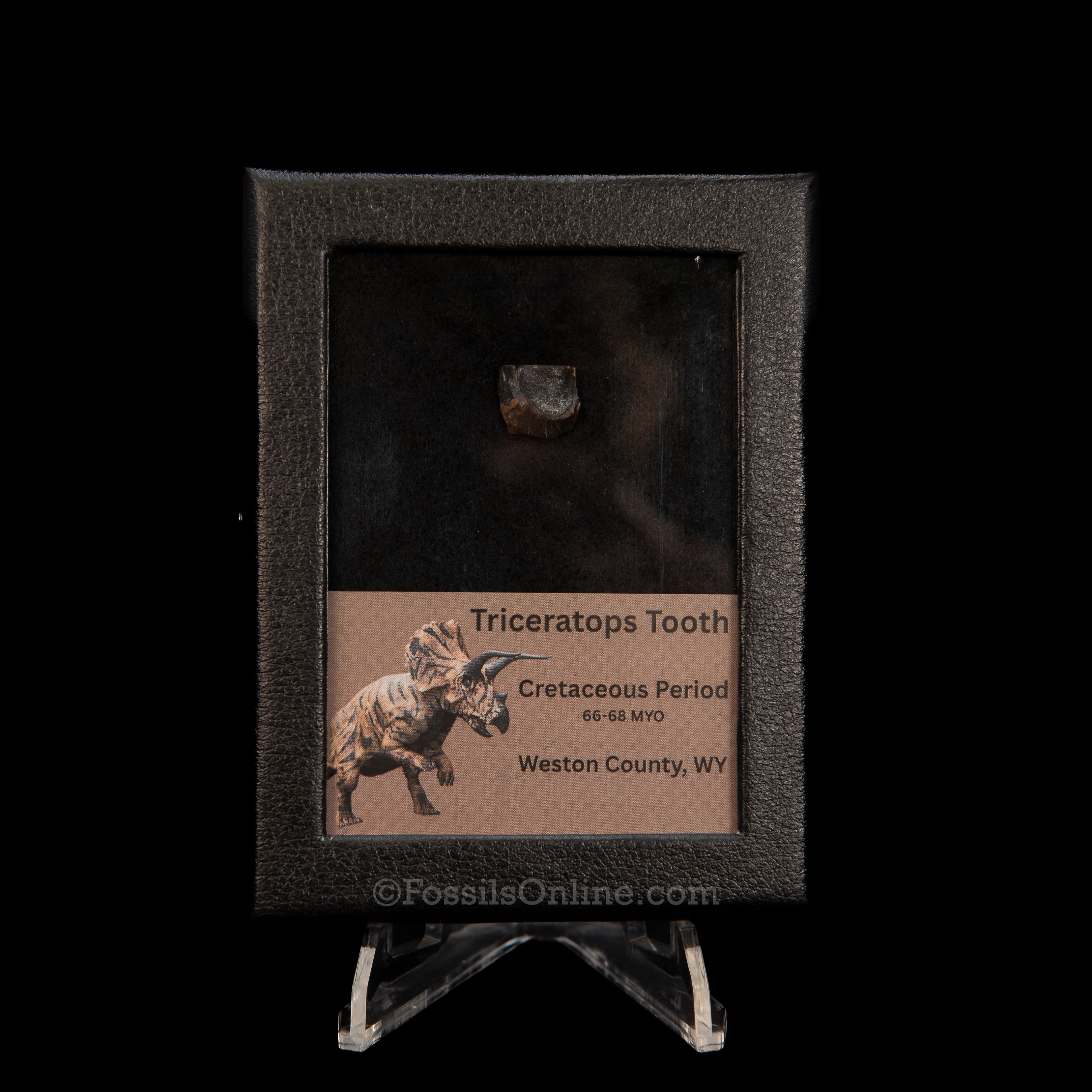Triceratops Tooth Sm Case Lance FM