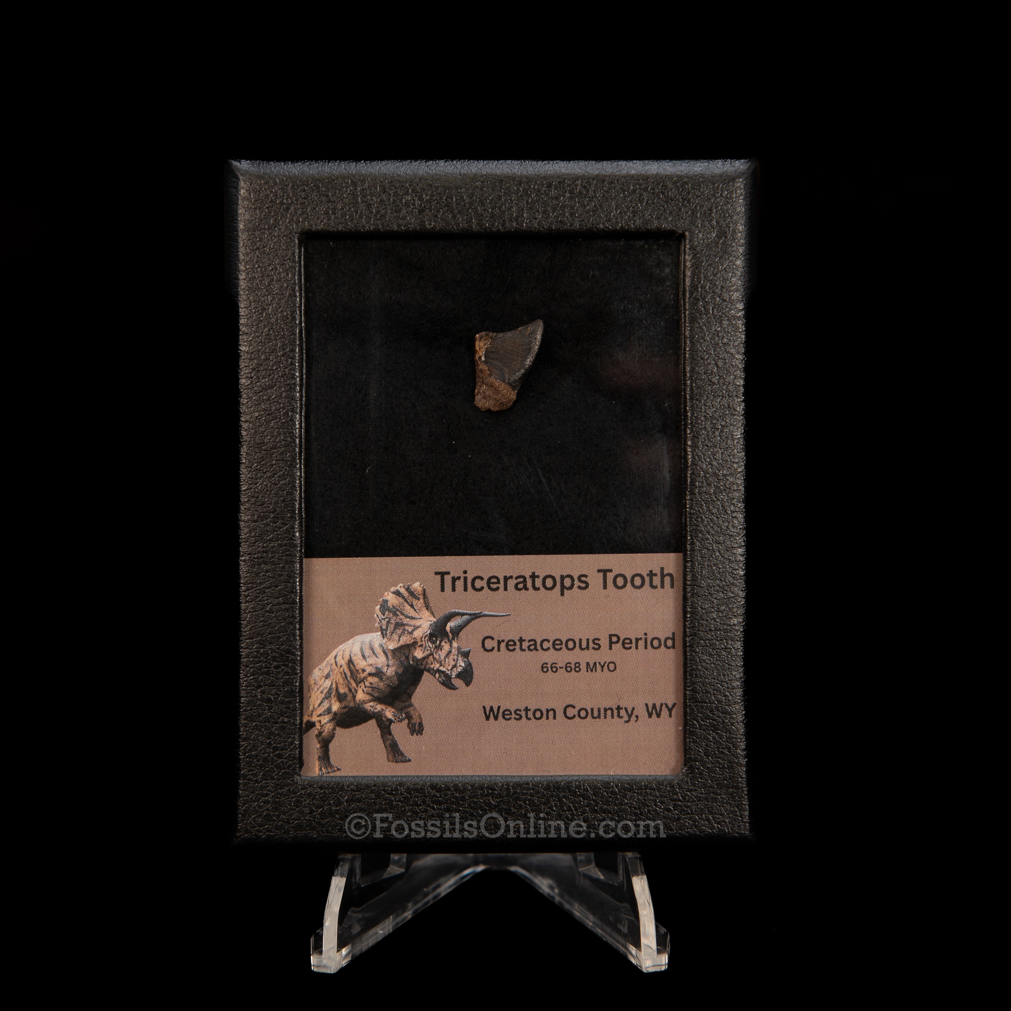 Triceratops Tooth Sm Case Lance FM