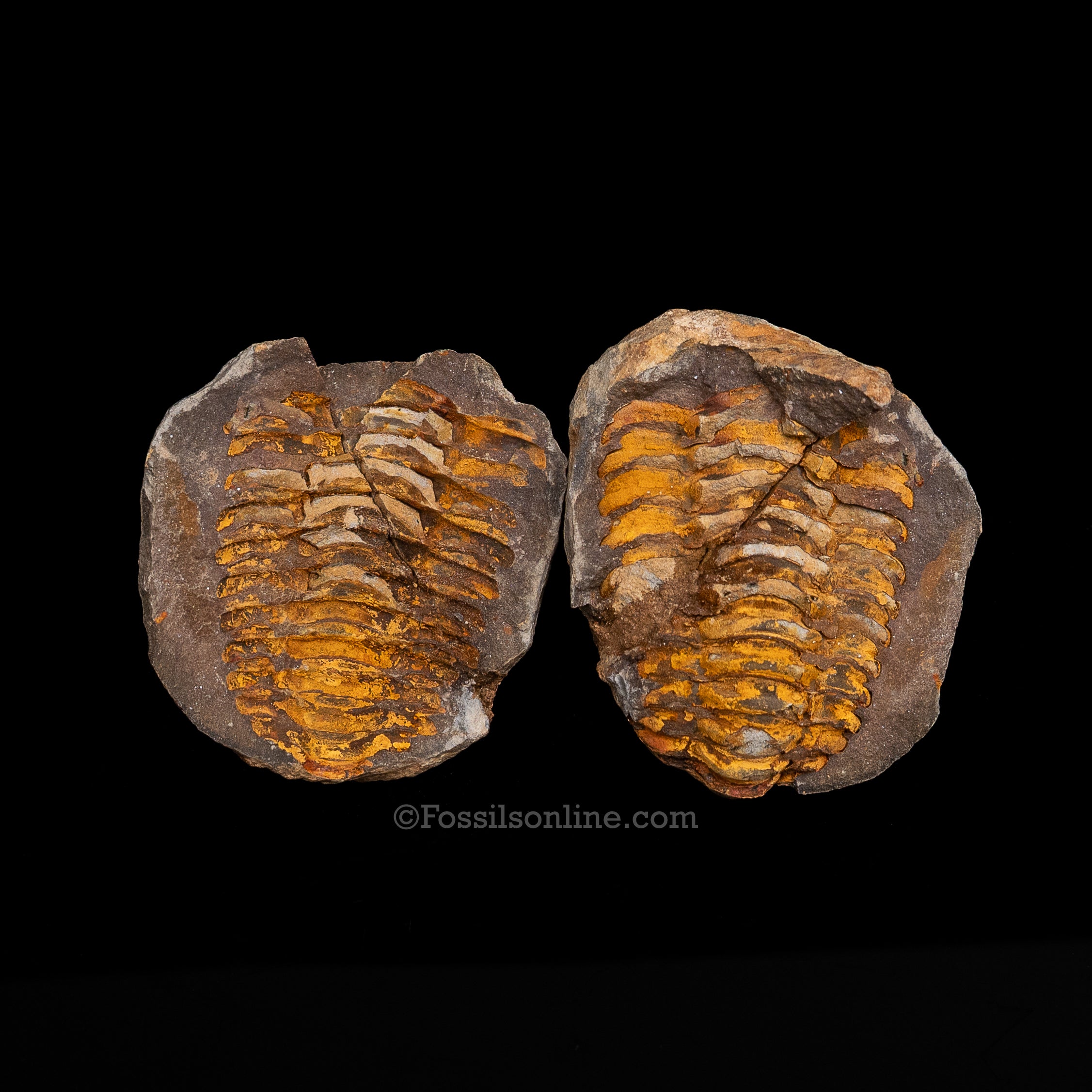 Ordovician Trilobite Geode