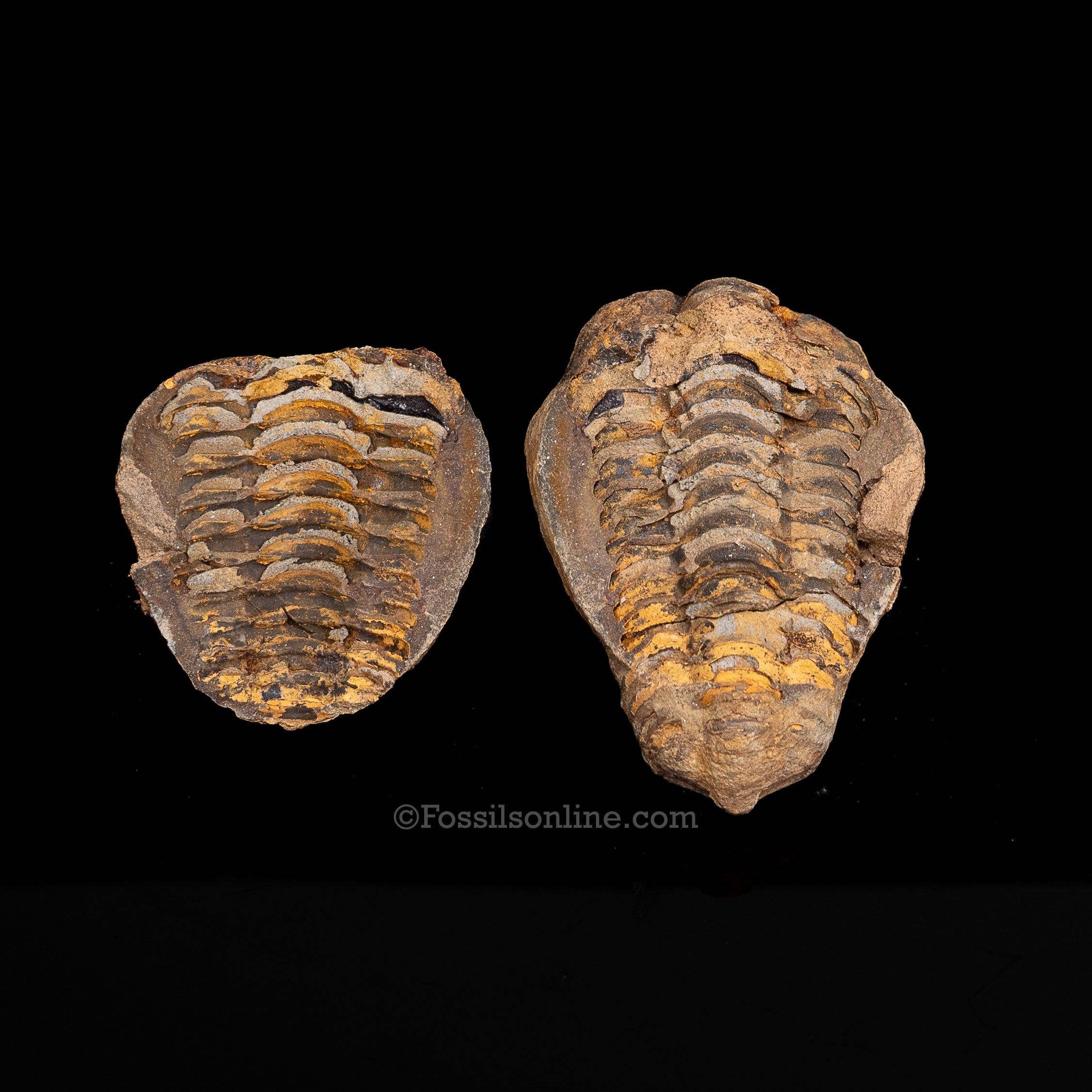 Ordovician Trilobite Geode
