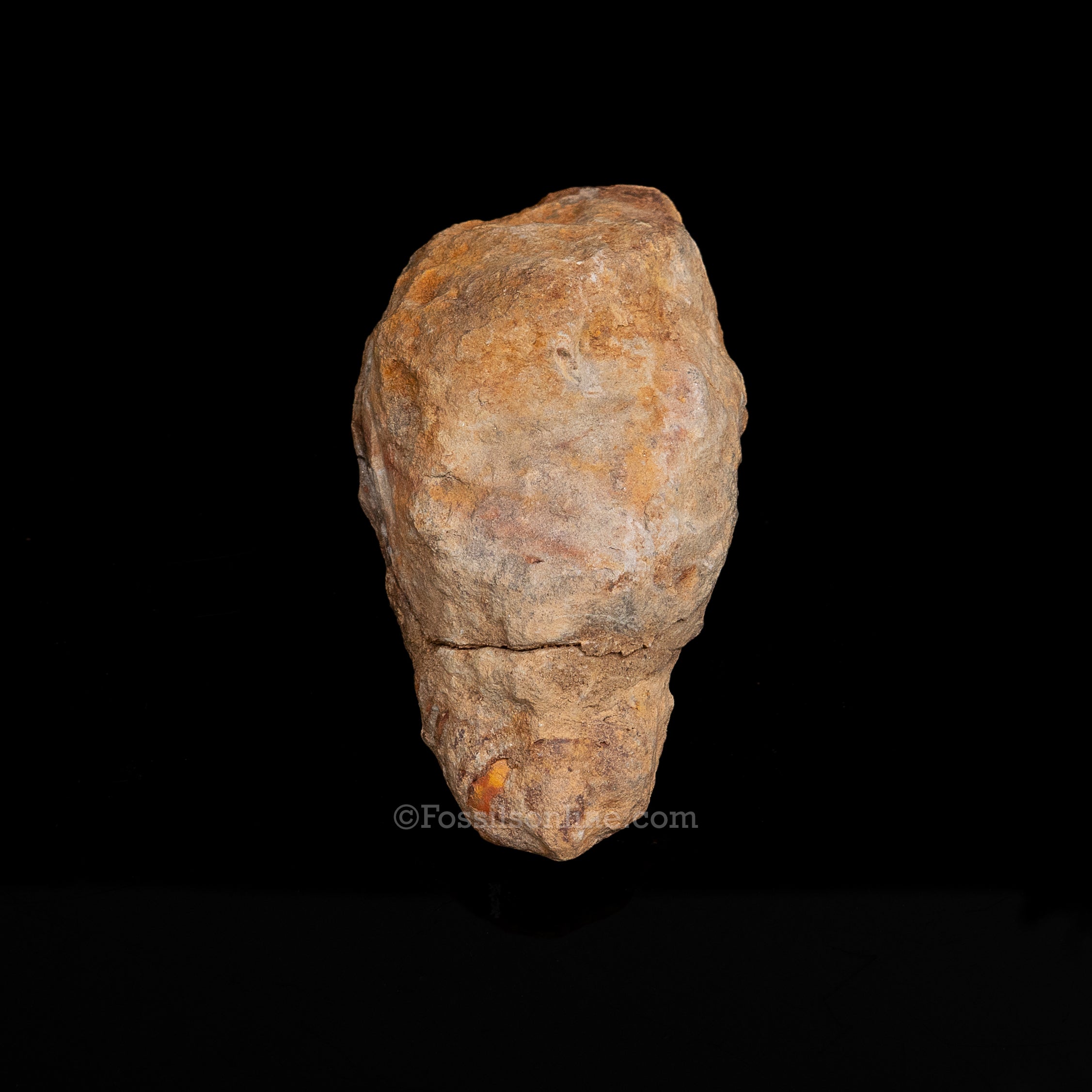 Ordovician Trilobite Geode