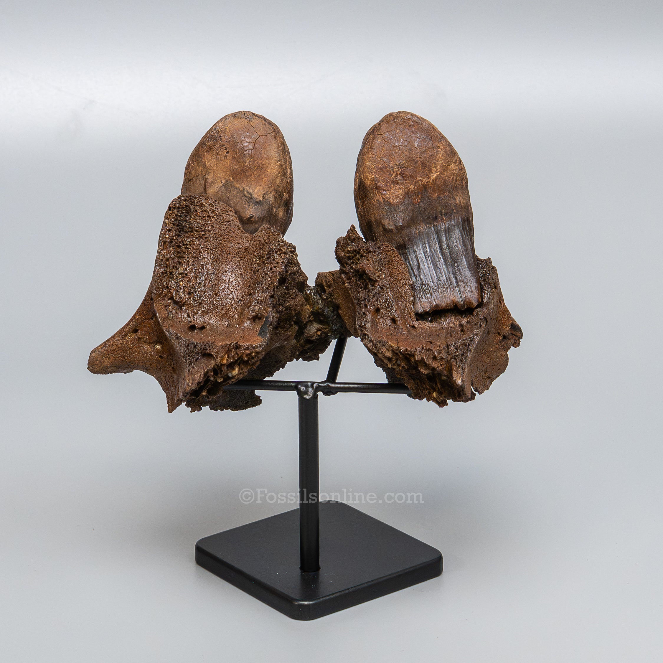 Juvenile Woolly Mammoth Maxilla on Display Stand