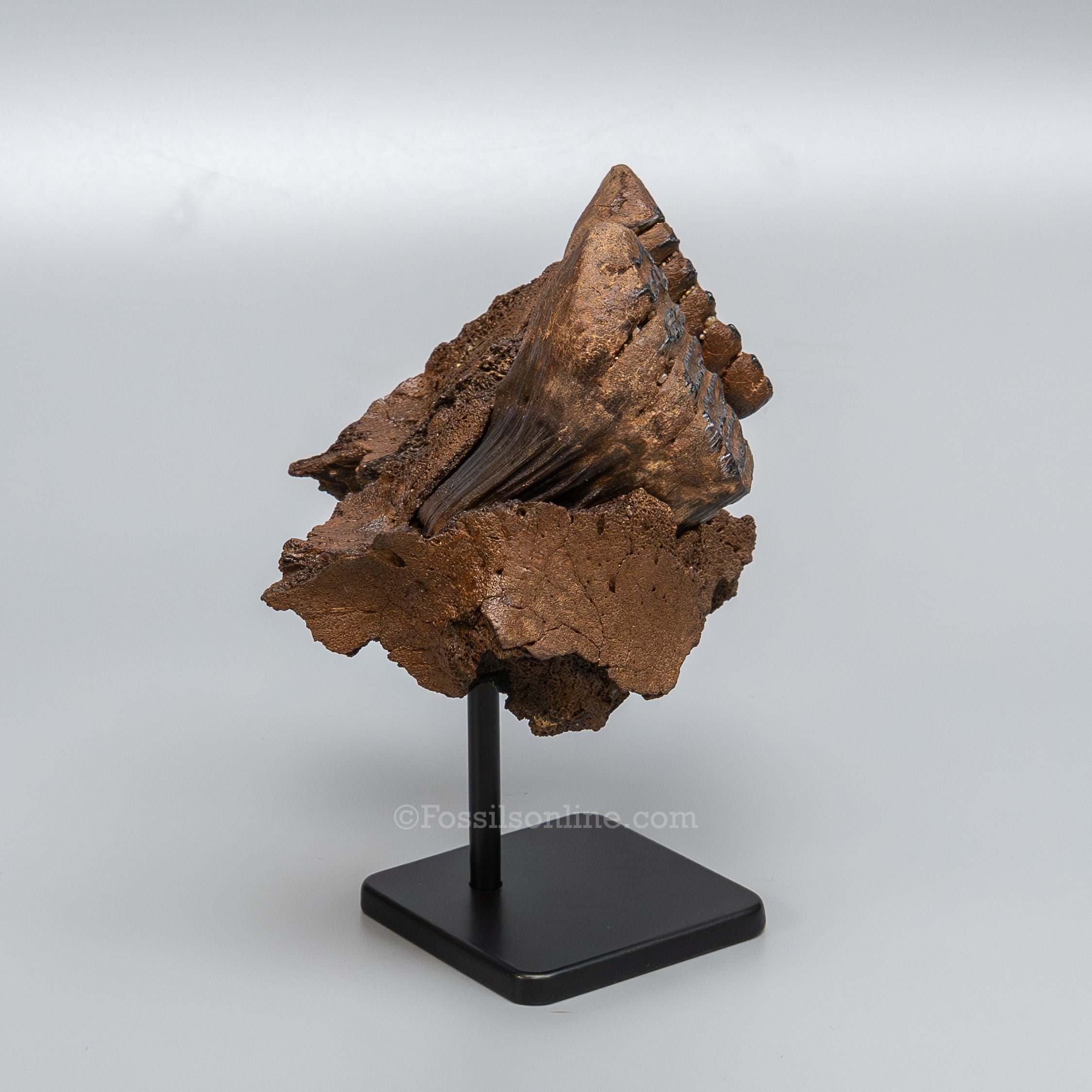 Juvenile Woolly Mammoth Maxilla on Display Stand