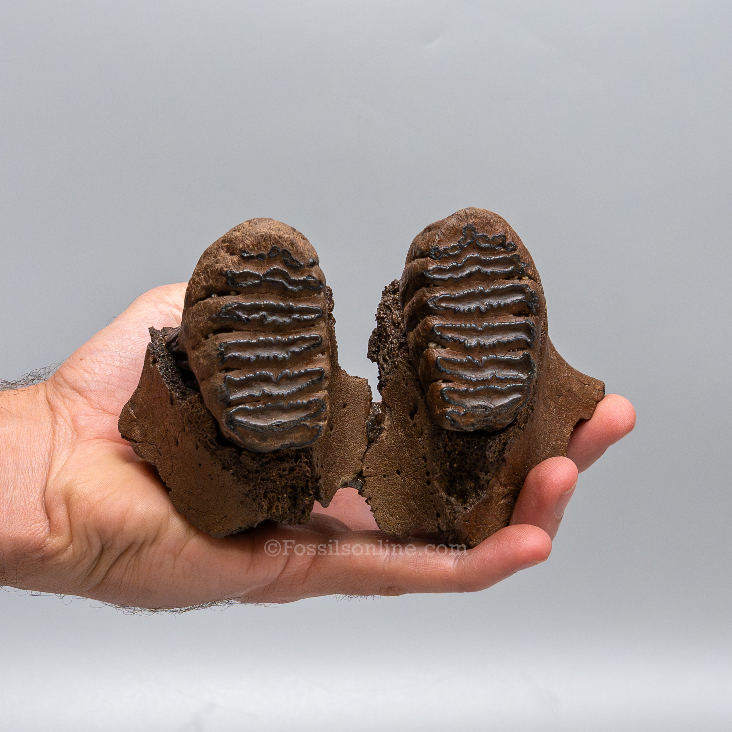 Juvenile Woolly Mammoth Maxilla on Display Stand