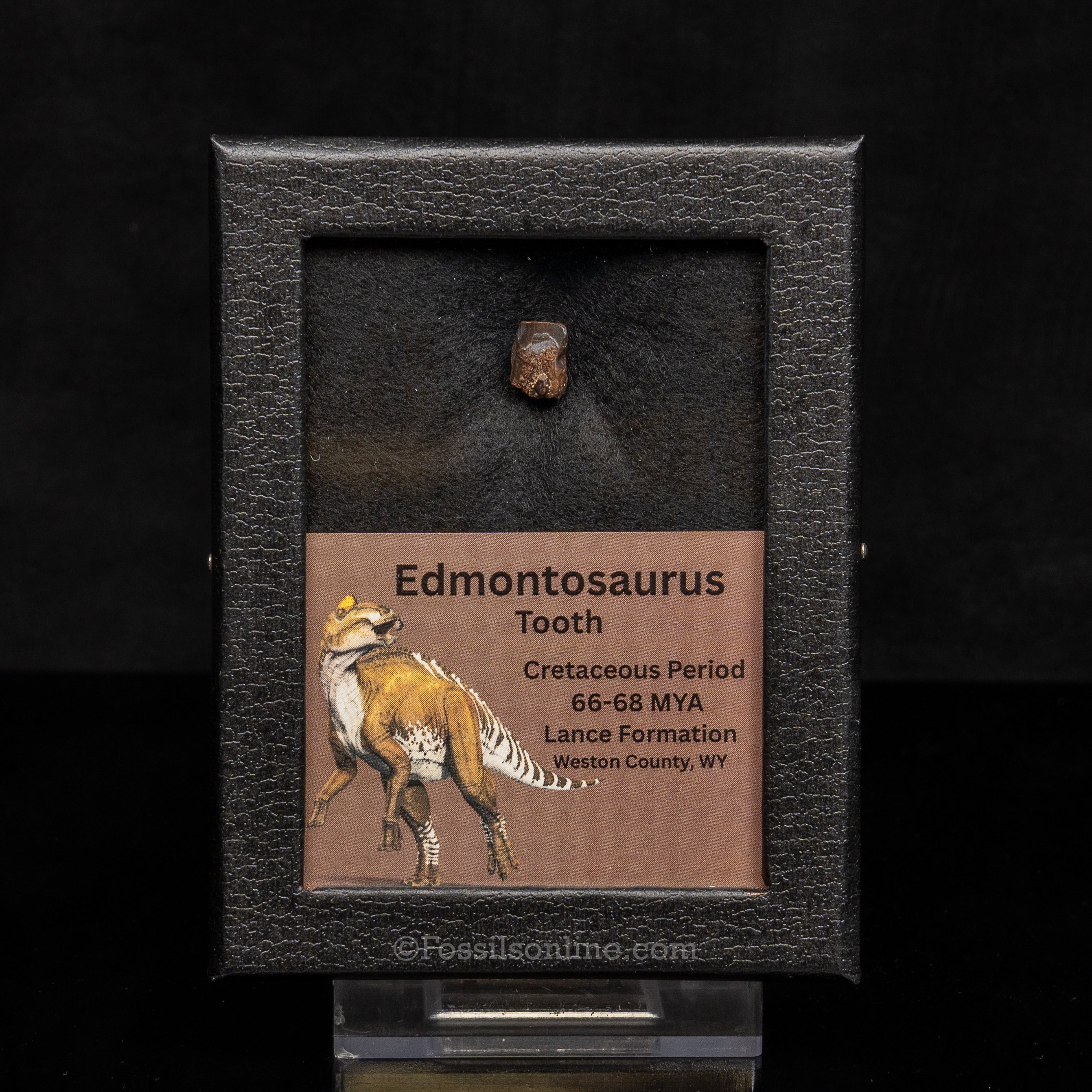 Edmontosaurus Tooth Sm Case