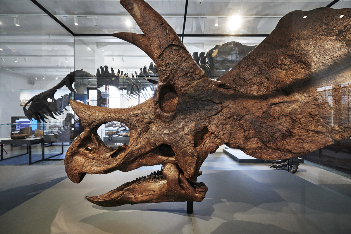 Triceratops: The Three-Horned Titan of the Late Cretaceous