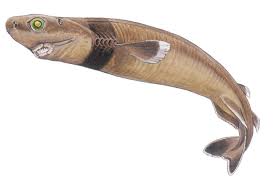 The Cookiecutter Shark: The Small Shark with a Big Bite
