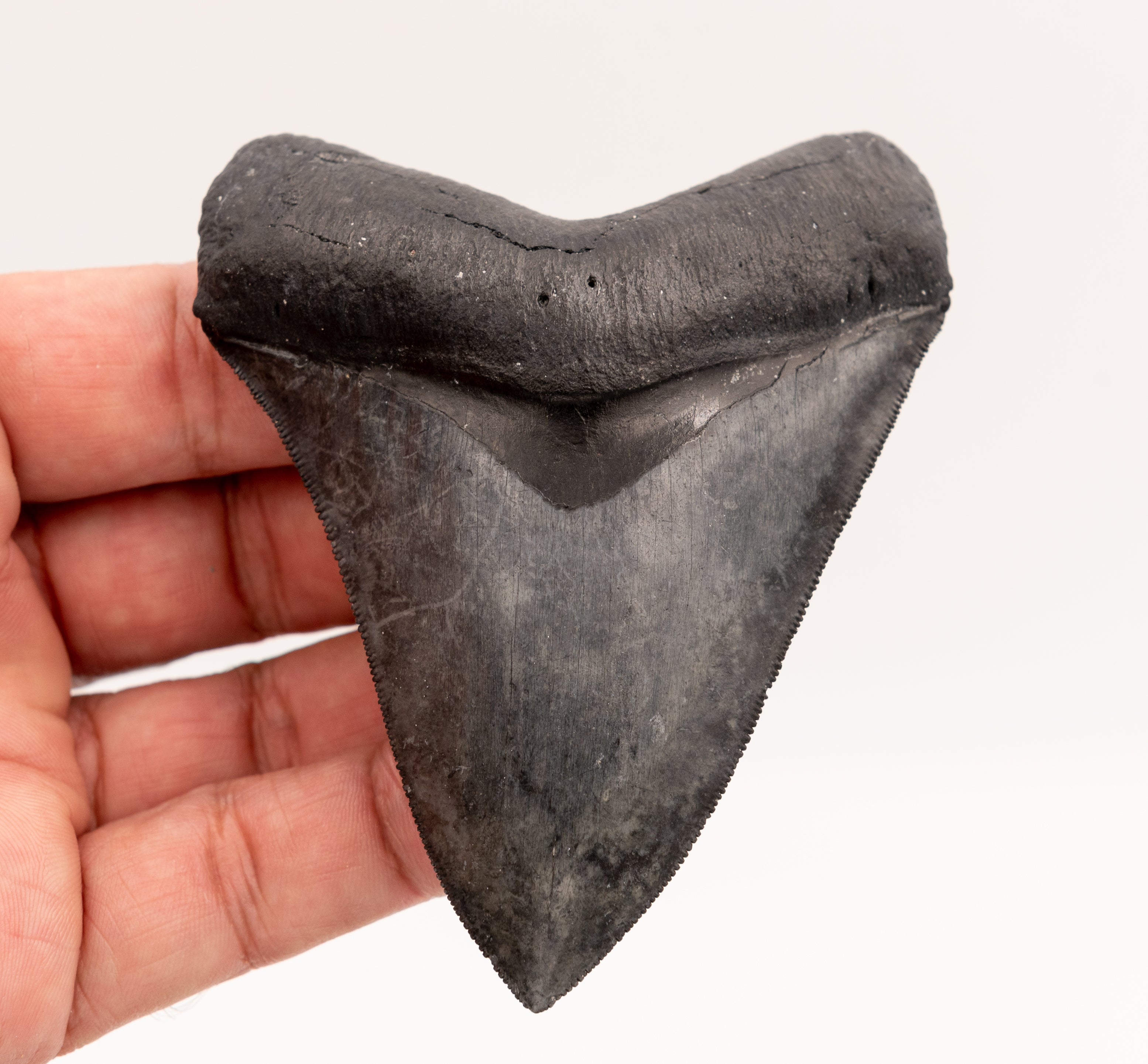 FINEST Florida Megalodon Tooth.