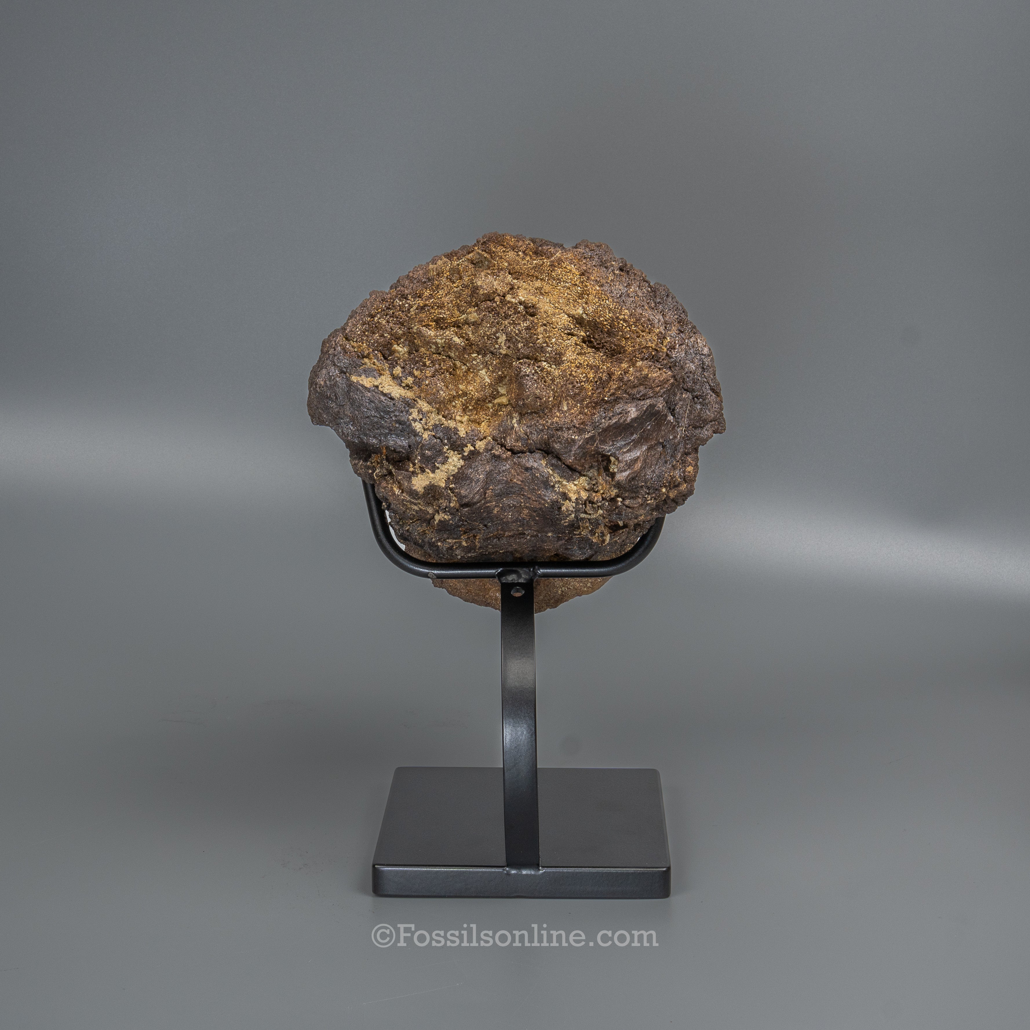 LG Triceratops Occipital Condyle on Display Stand