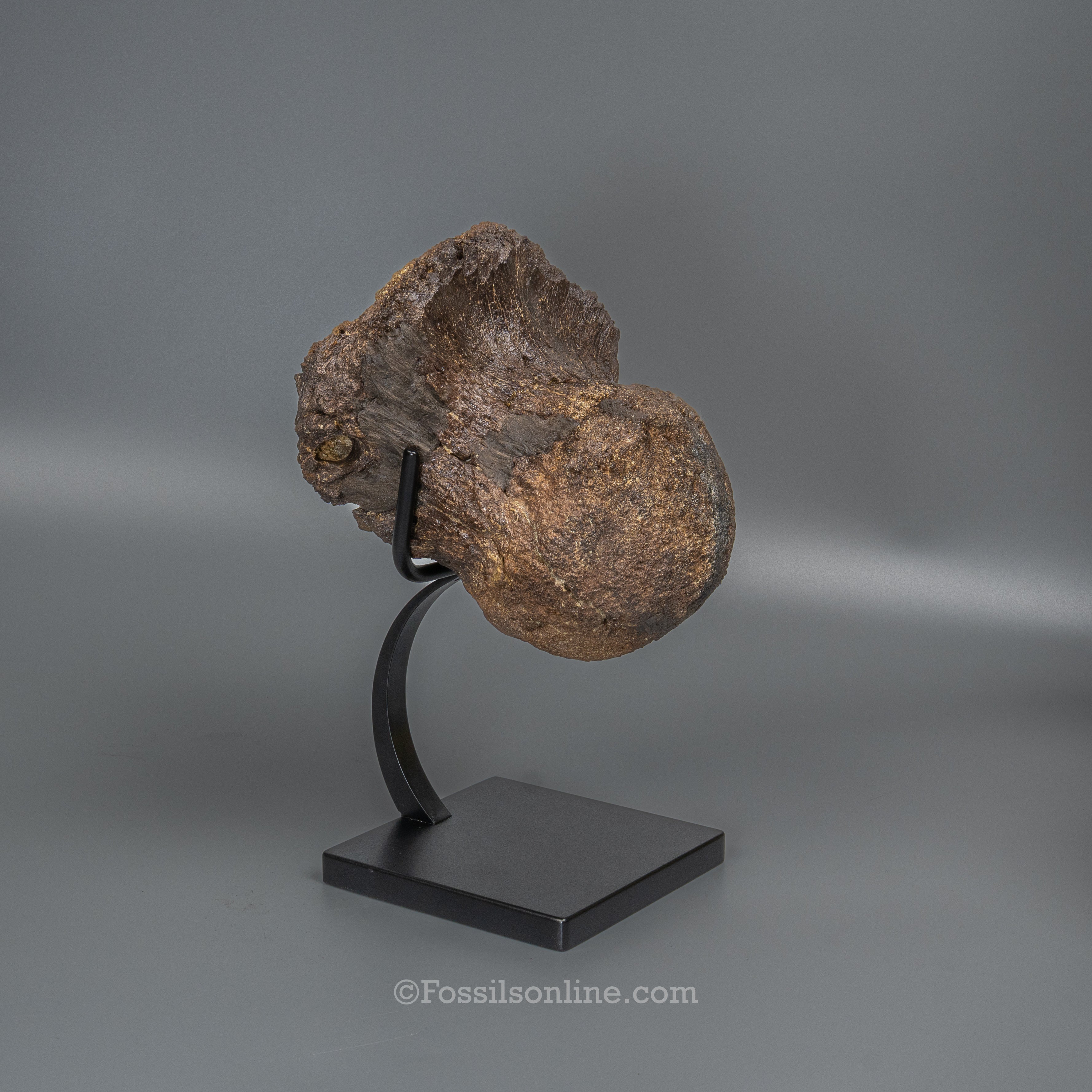 LG Triceratops Occipital Condyle on Display Stand