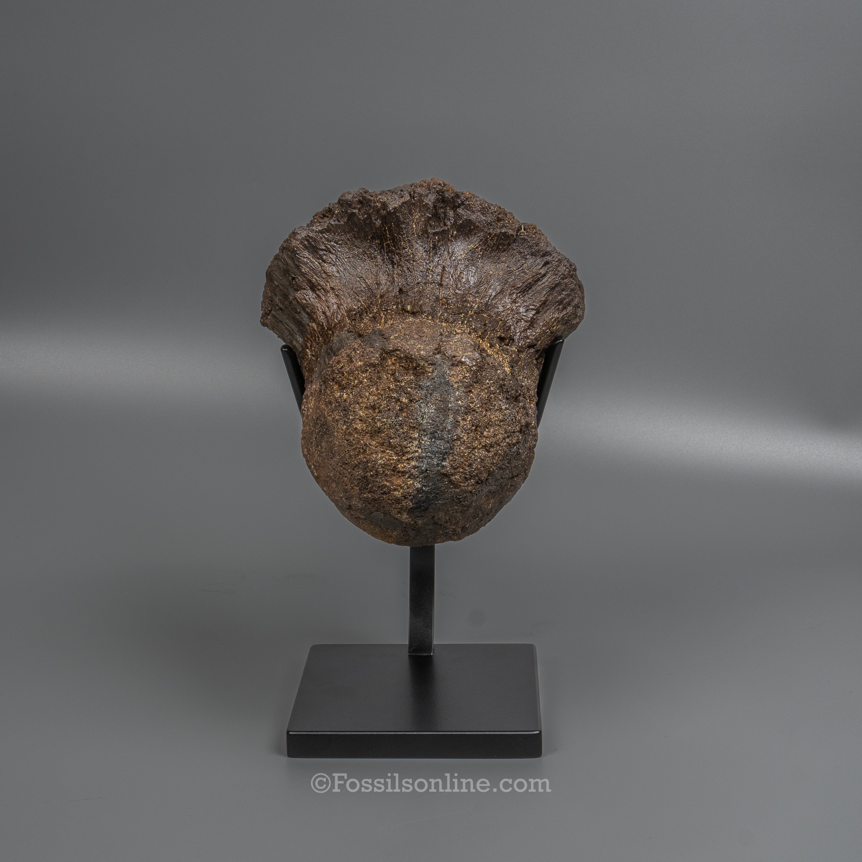 LG Triceratops Occipital Condyle on Display Stand