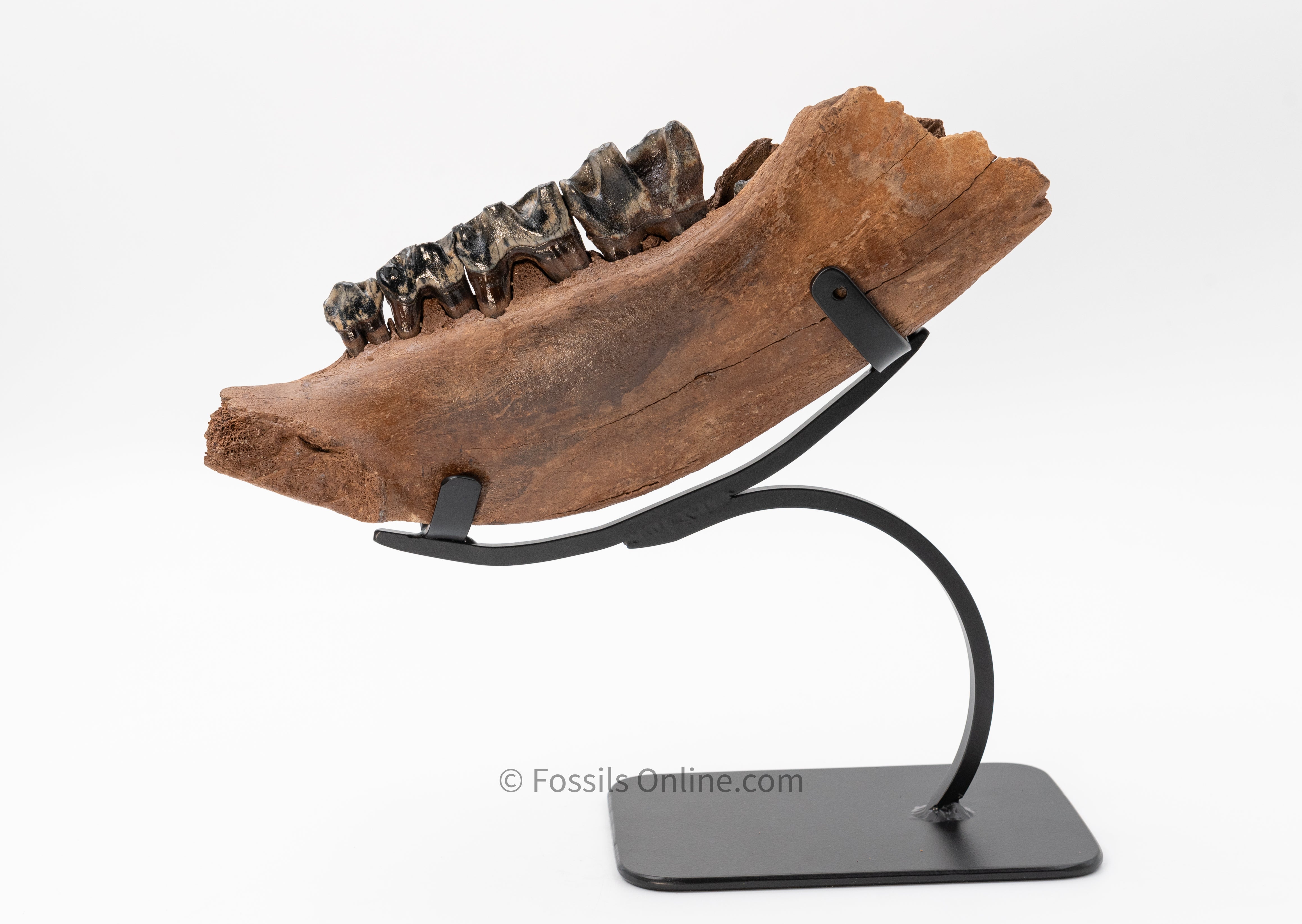 LG Woolly Rhino Jaw w/ Teeth