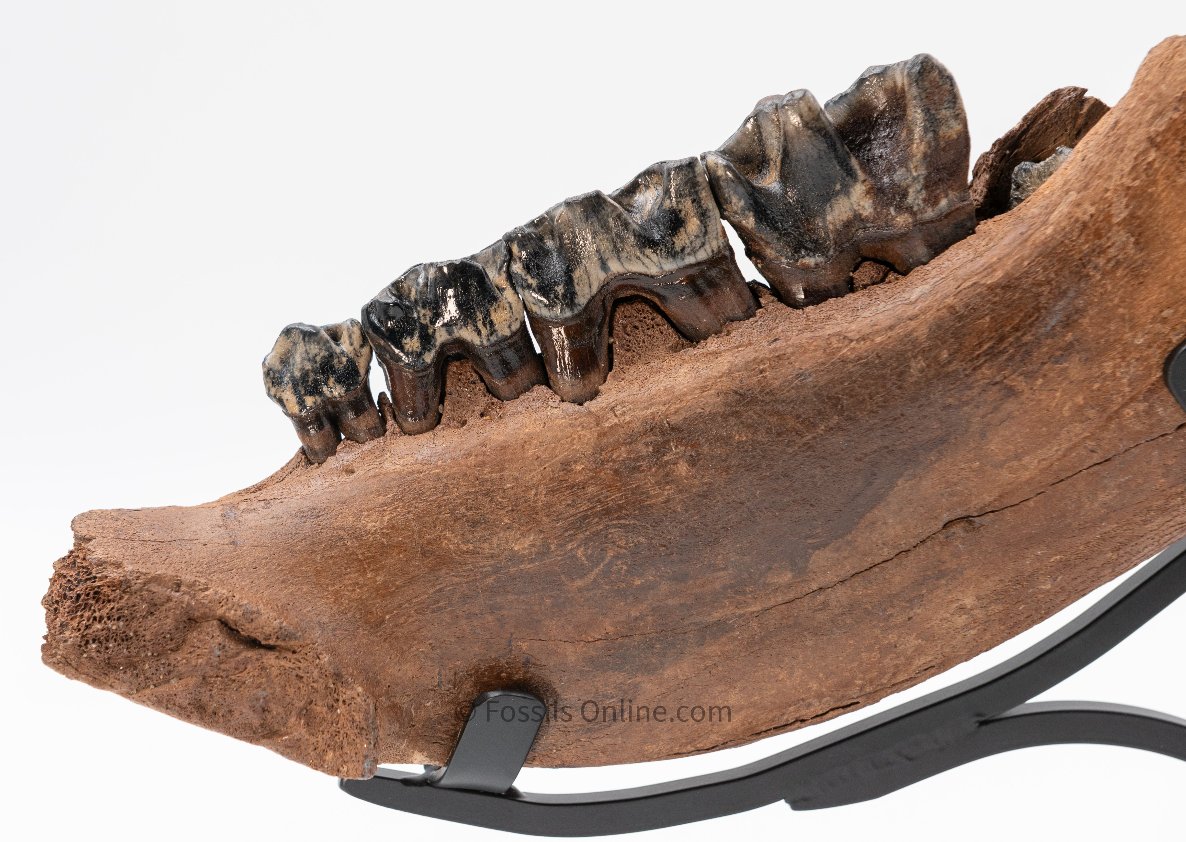 LG Woolly Rhino Jaw w/ Teeth