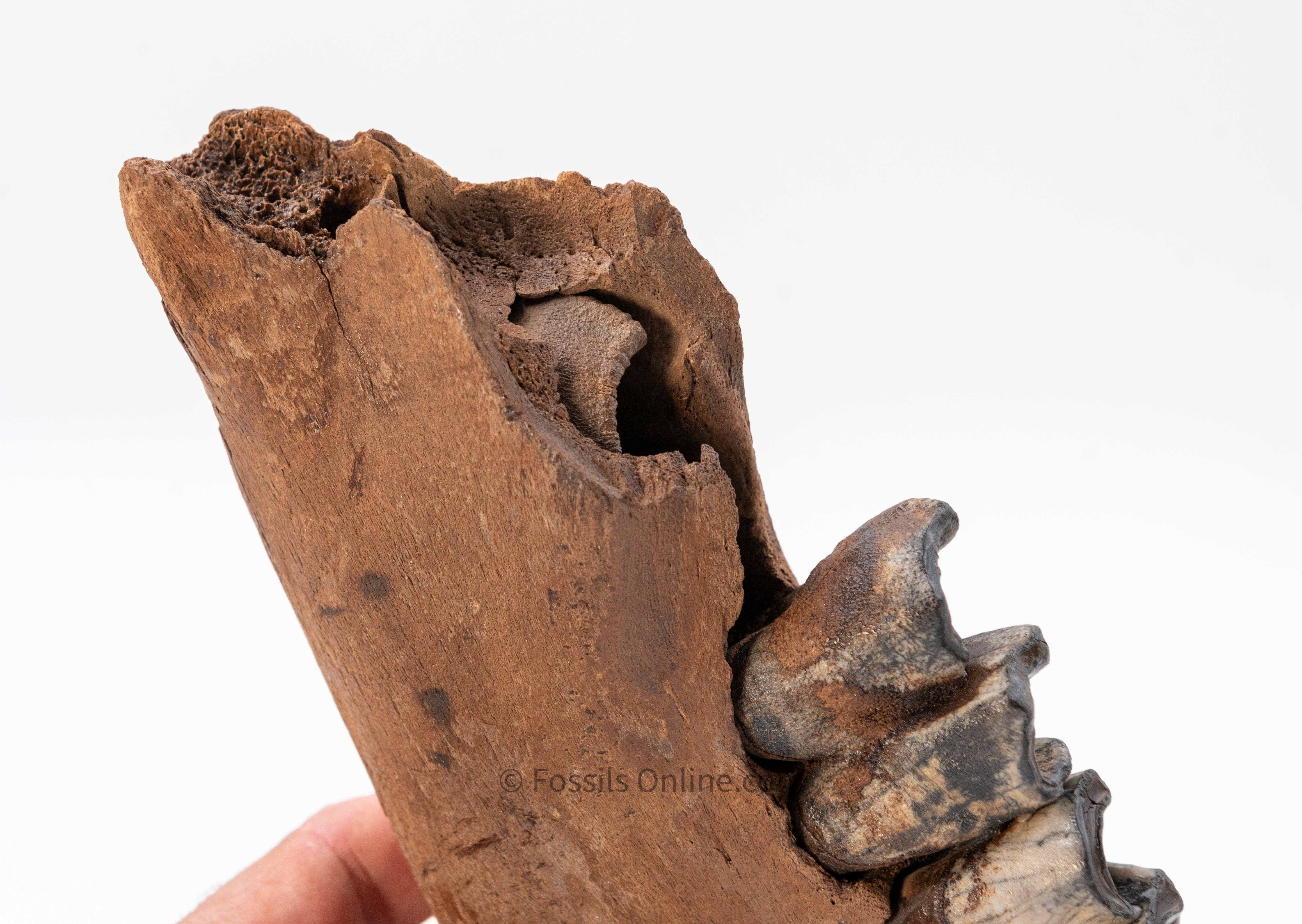 LG Woolly Rhino Jaw w/ Teeth