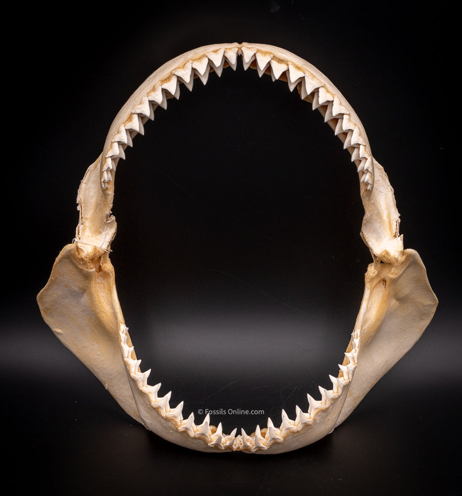 Bull Shark Jaw for Sale