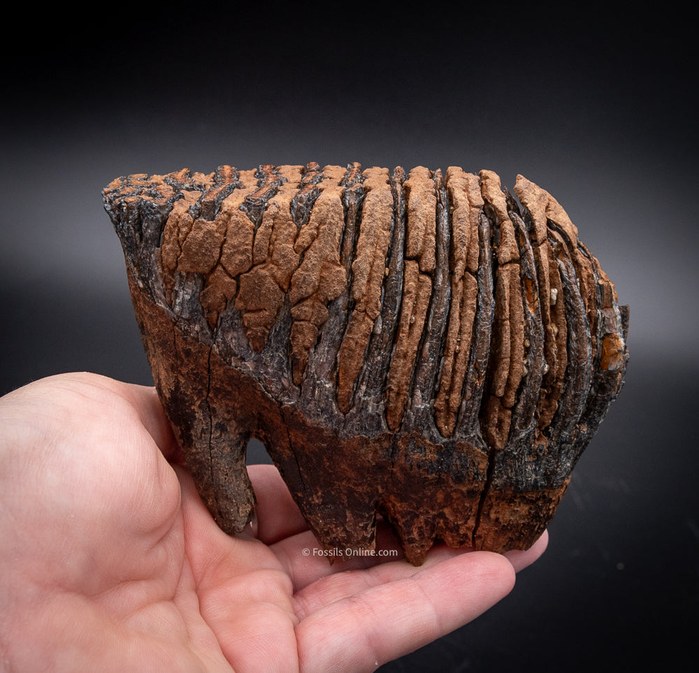 Juvenile Mammoth Tooth from Siberia