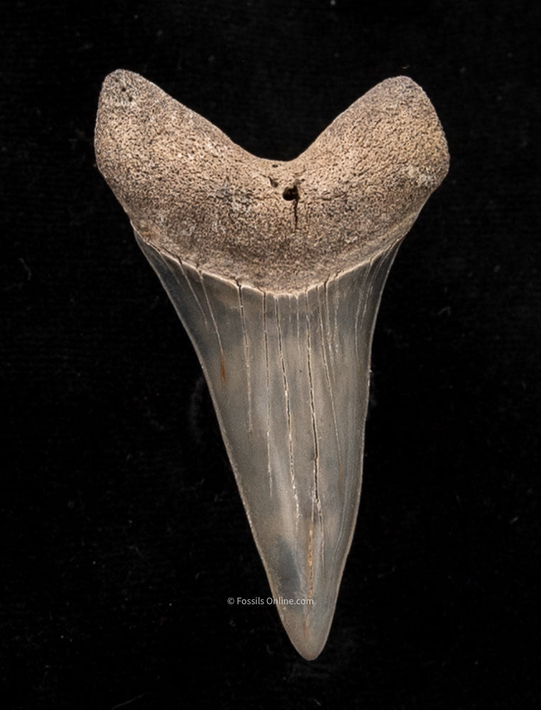 Extinct Fossil Mako Shark Tooth lingual