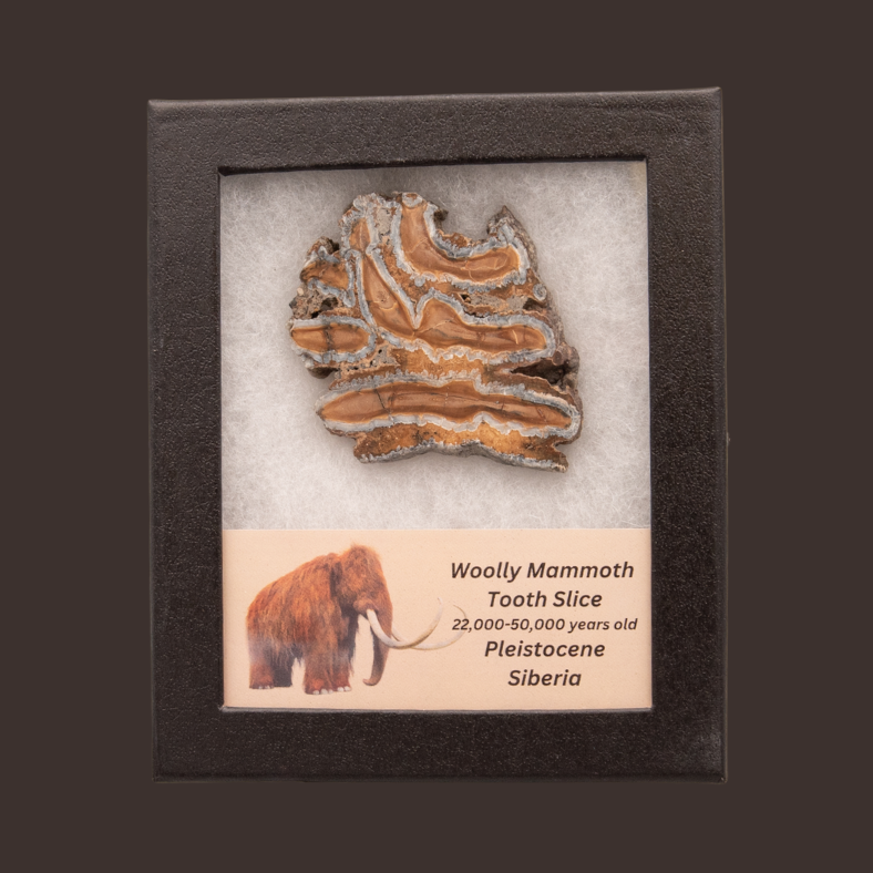 Woolly Mammoth Tooth Slice