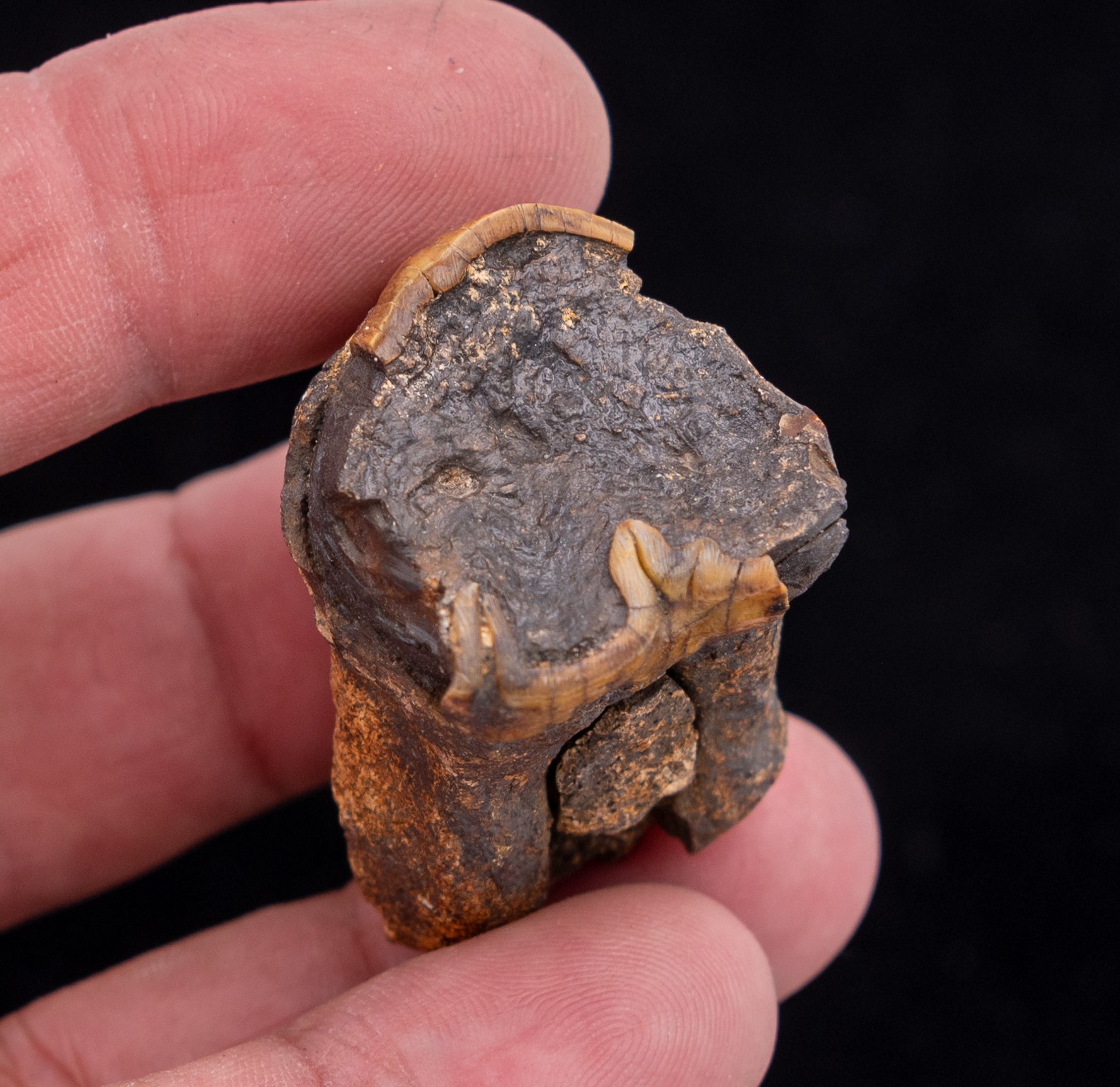 RARE  Fossil Dugong Tooth Florida River