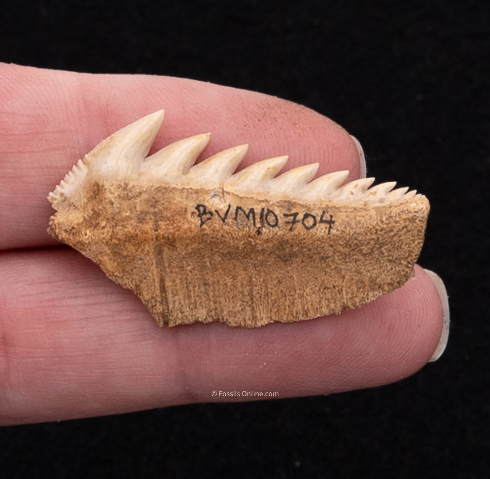 Fossil Hexanchus Shark Tooth
