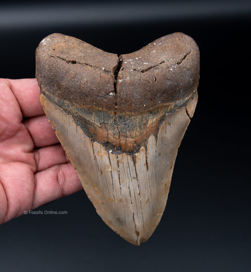 NC Megalodon Shark Tooth  5.42"