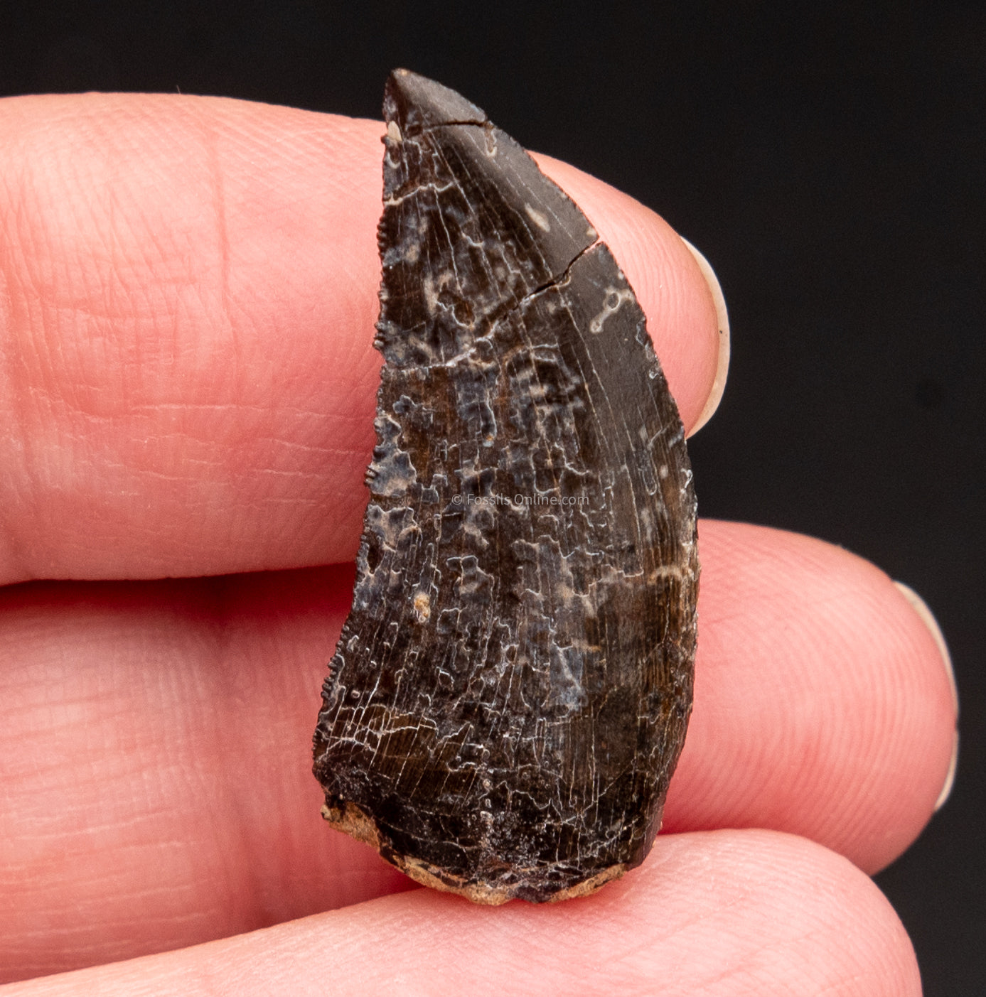 Allosaurus tooth from Wyoming 
