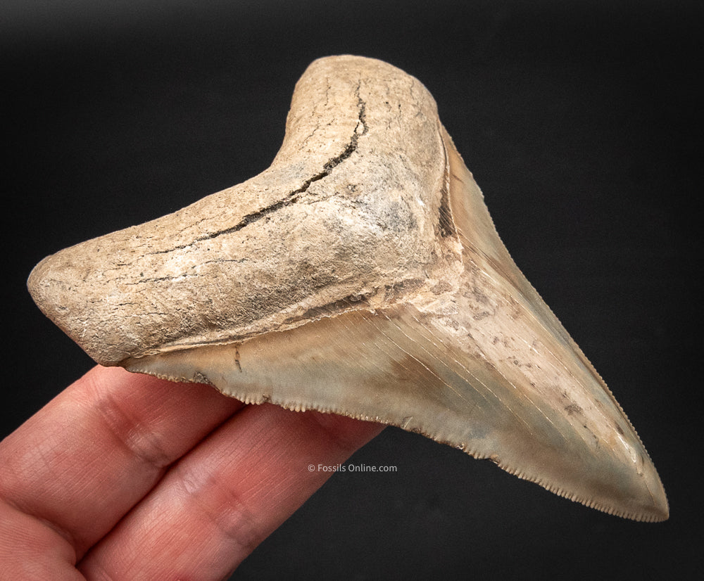 Lee Creek Megalodon Shark Tooth.