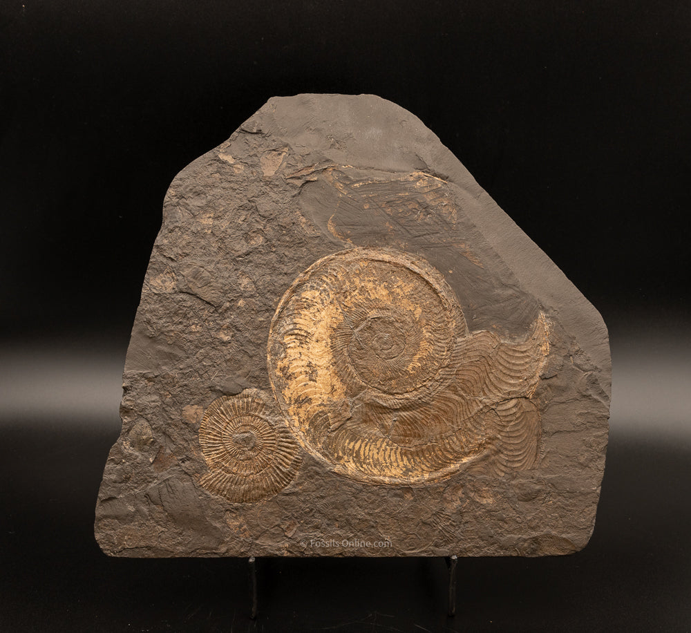 Fossil Holzmaden Ammonite Cluster Jurassic Germany