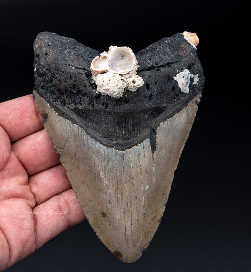 NC Megalodon Shark Tooth  5.46"