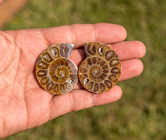 Attractive Madagascar Ammonite