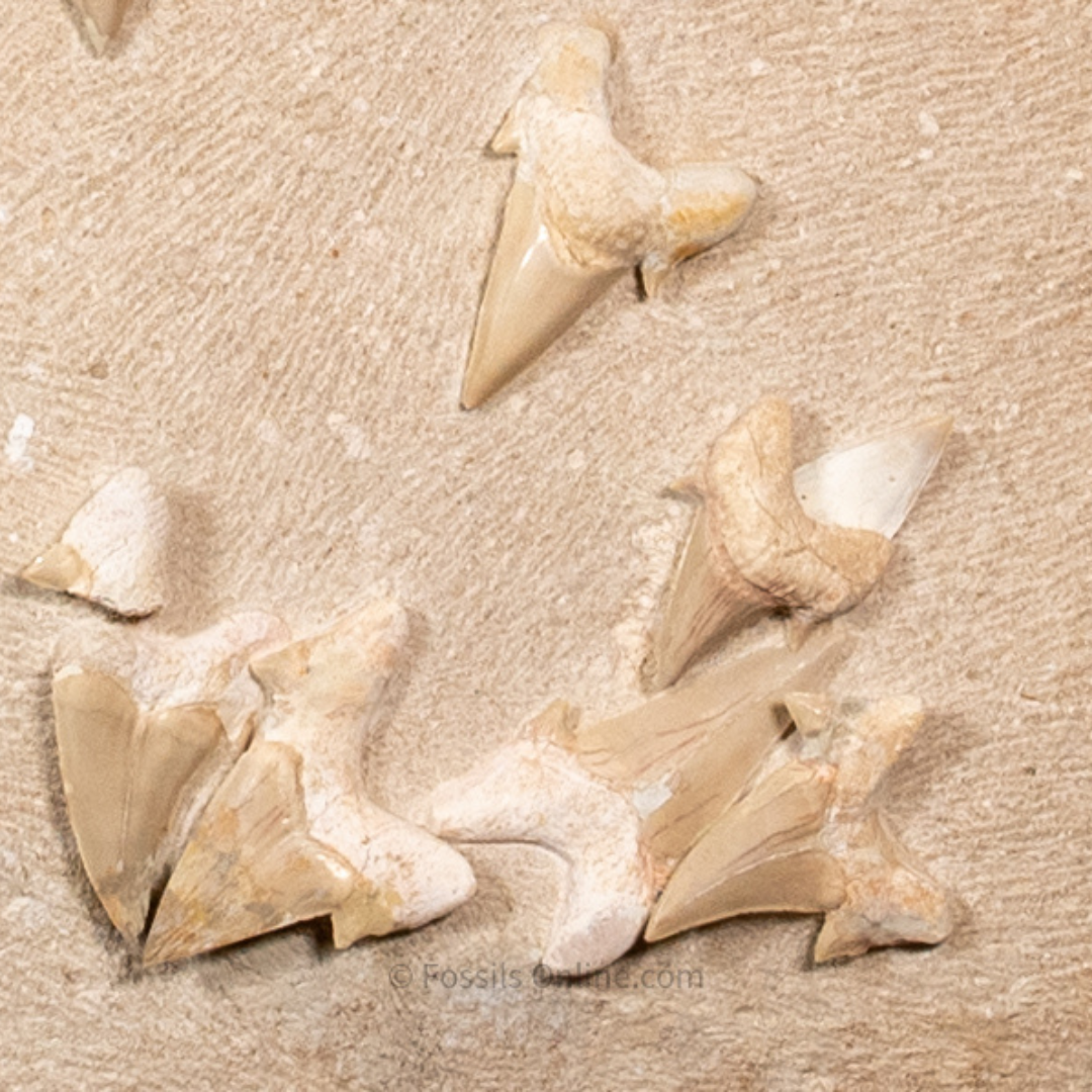 Otodus Teeth Cluster  in Original Matrix