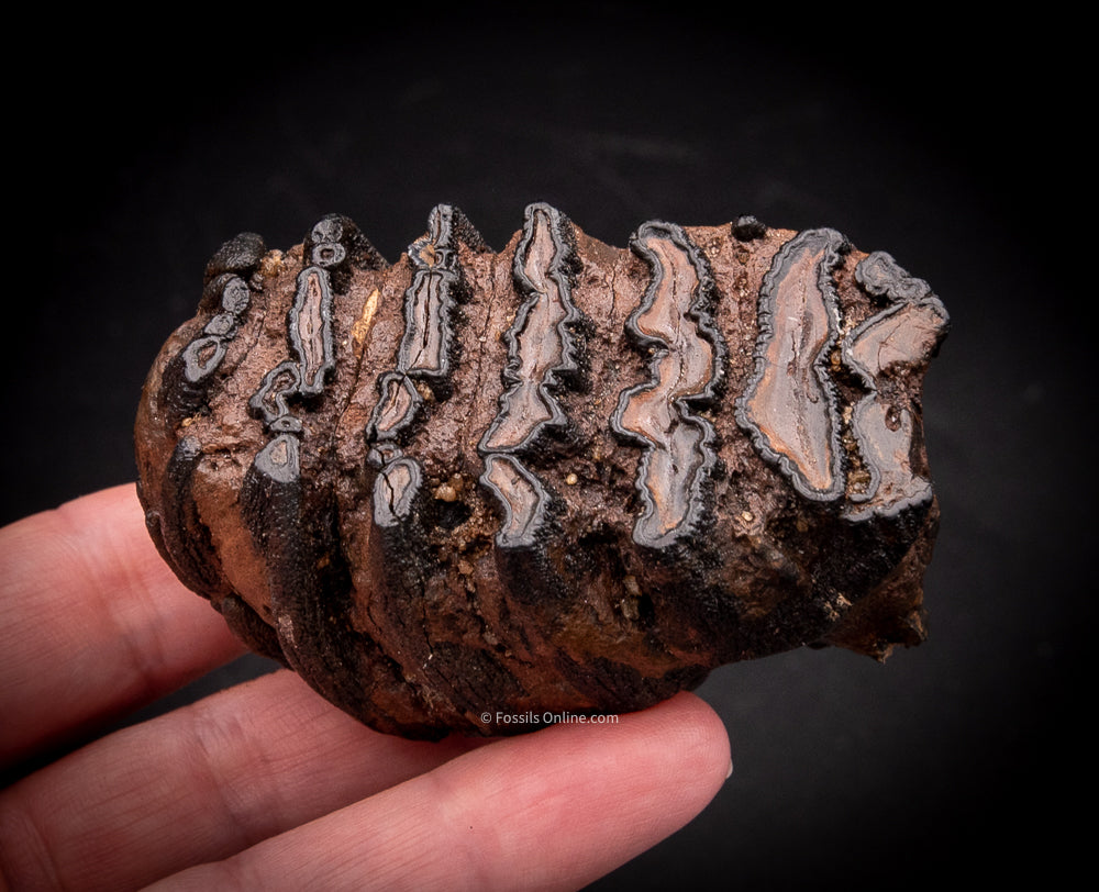Super Fossil Baby Mammoth Tooth