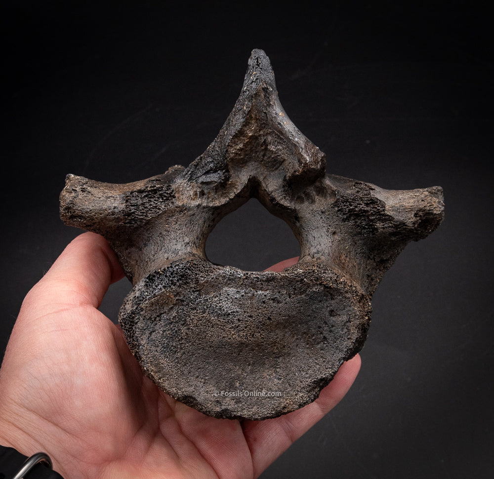 Fossil Dugong Vertebra SC Fossils