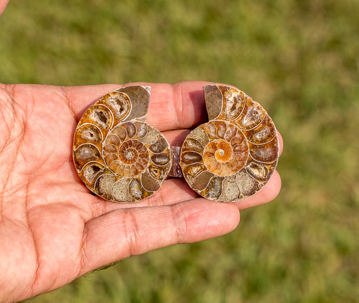 Attractive Madagascar Ammonite