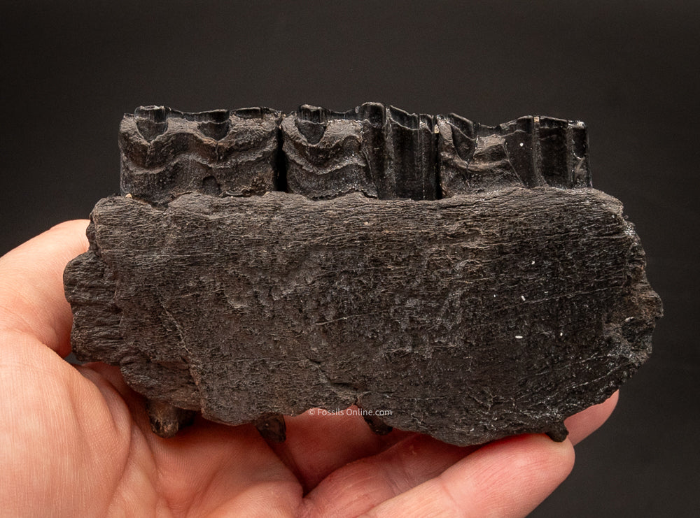 Fossil Horse Jaw with Teeth