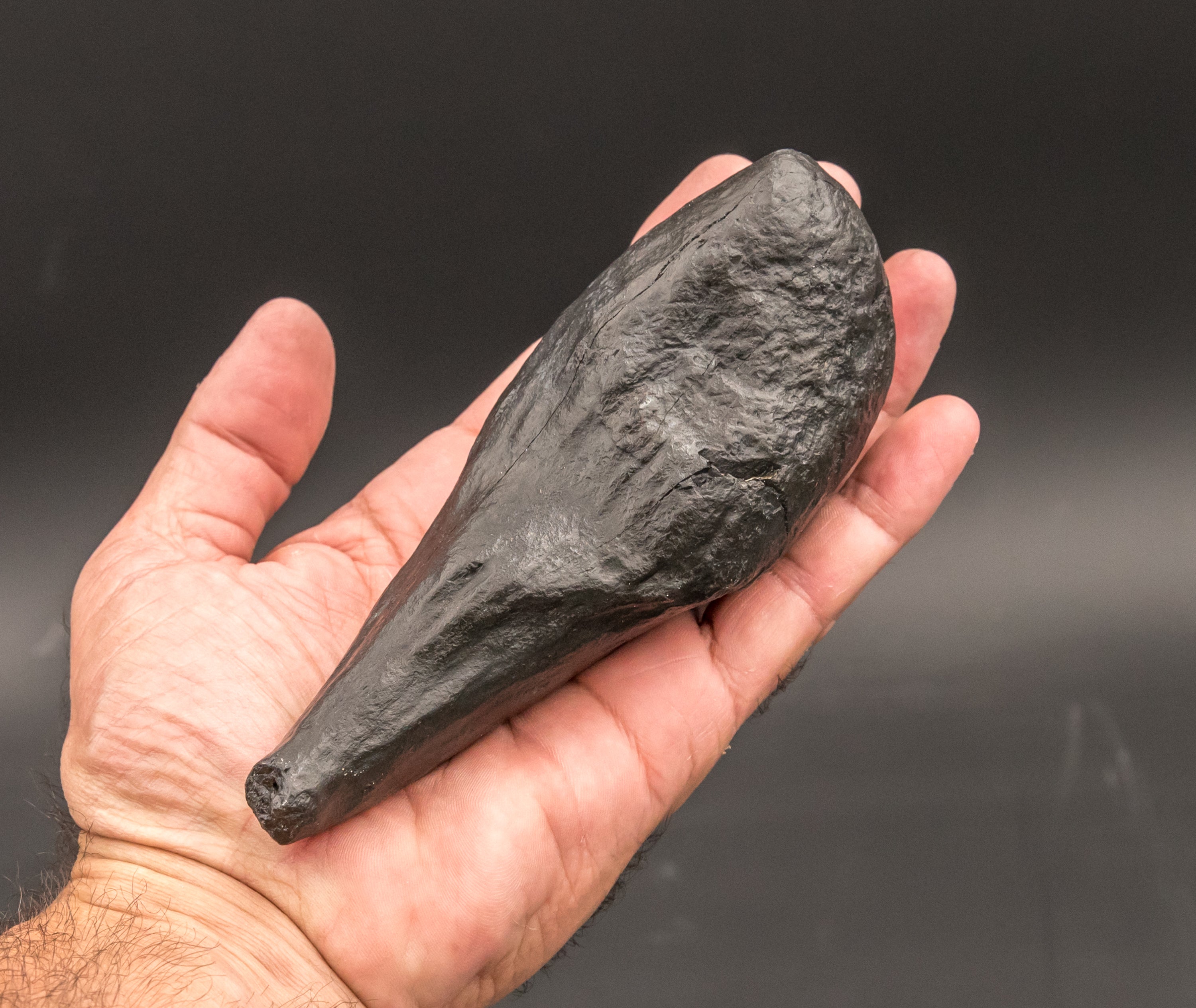 Large Fossil Whale Tooth