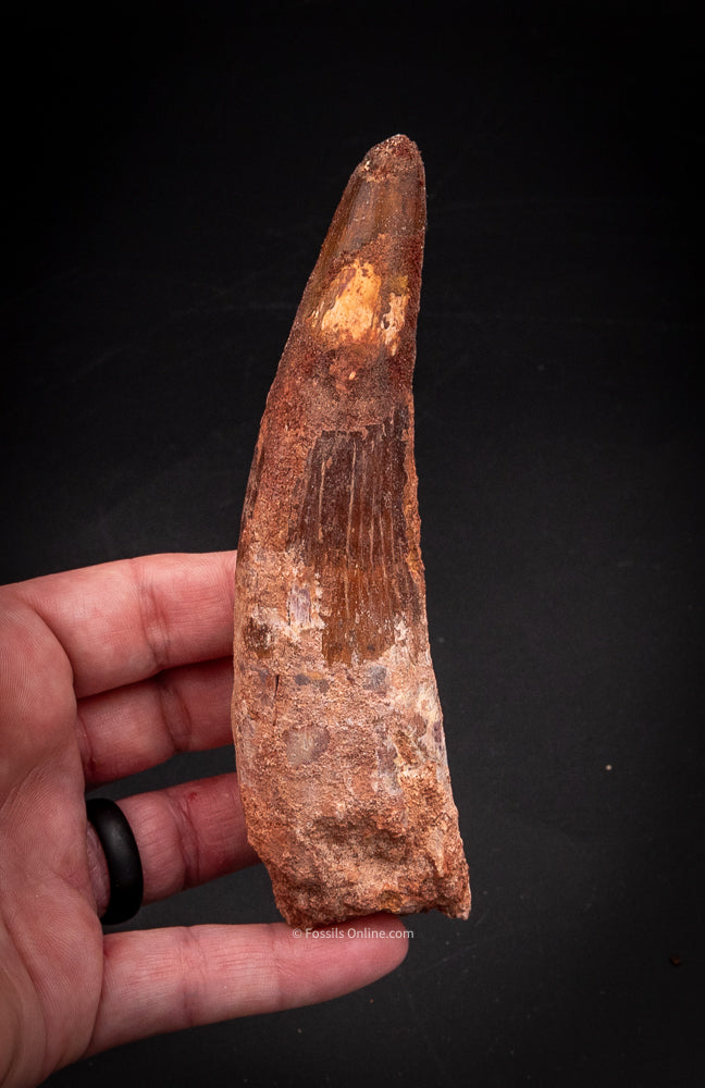 XLG Spinosaurus Dinosaur Tooth    5.22”