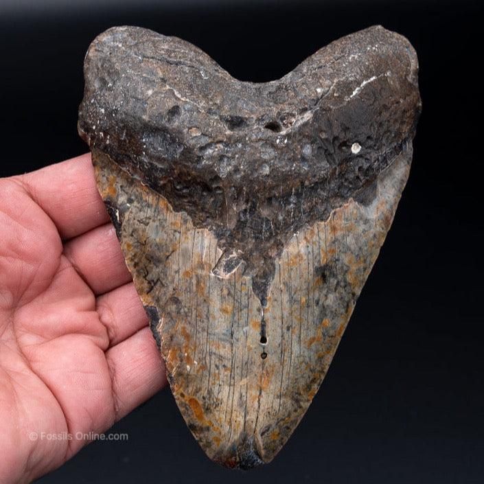 Nearly 6 Inch NC Megalodon Shark Tooth
