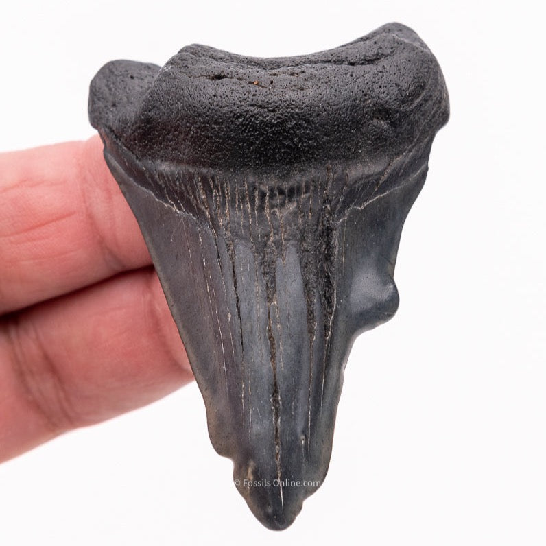 Deformed Megalodon Shark Tooth